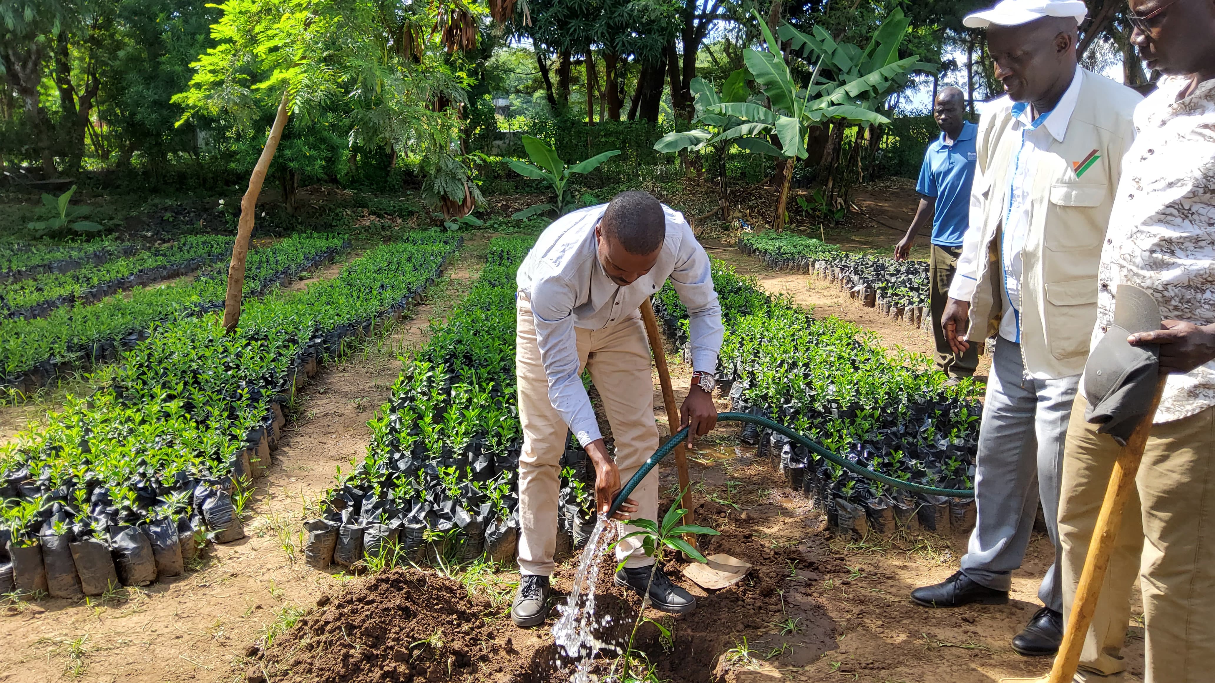 Olando Sitati, the Managing Director for the Rift Valley Region in the Office of the President's Delivery Unit watering a tree he planted during his tour of duty to Weiwei irrigation mango seedling nursery situated in Pokot Central Sub County of West Pokot County. Photo/Anthony Melly. 