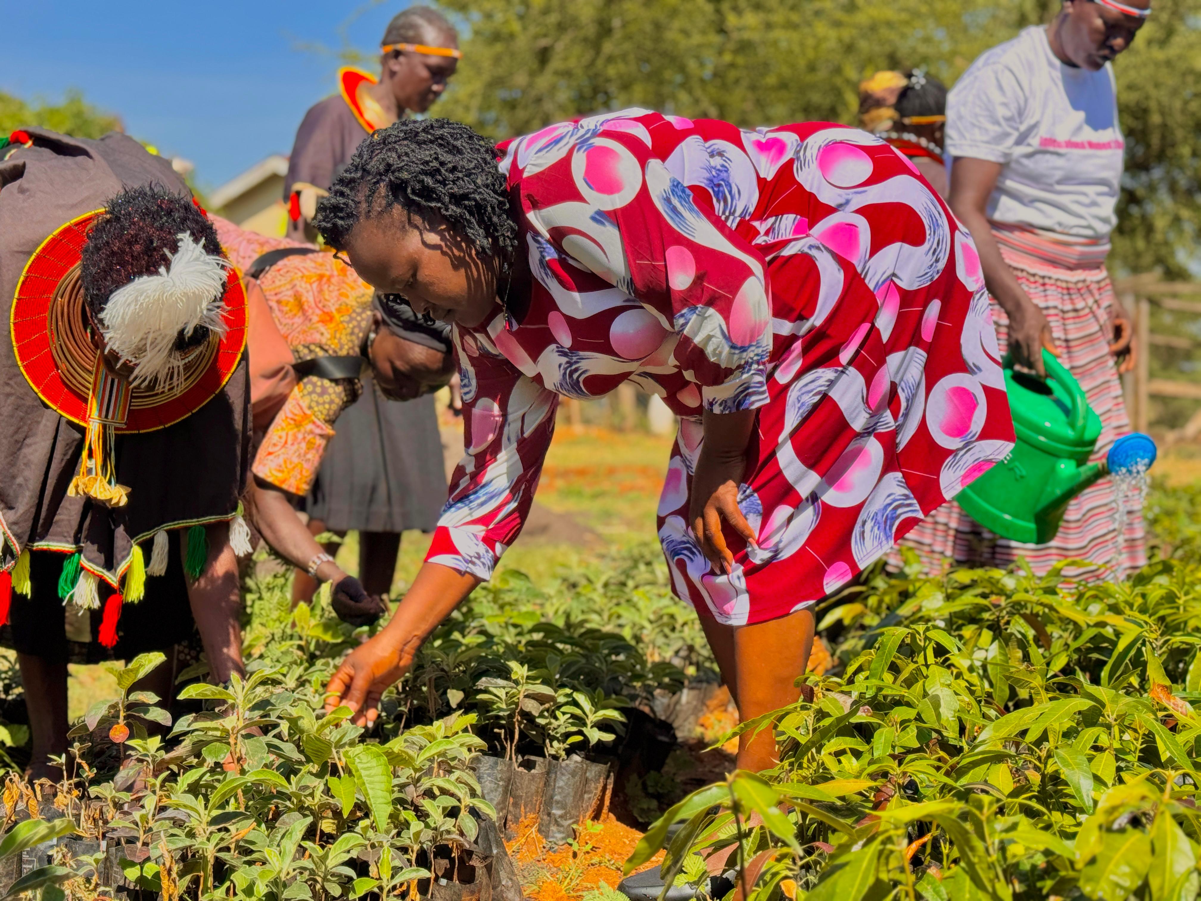  Caroline Menach HSC, Director of Perur Ray of Hope and also Community Lead of the Global Give Back Circle in the West Pokot County (Front right) engaged in the care of a tree nursery with women from pastoral community of West Pokot. Photo/Anthony Melly