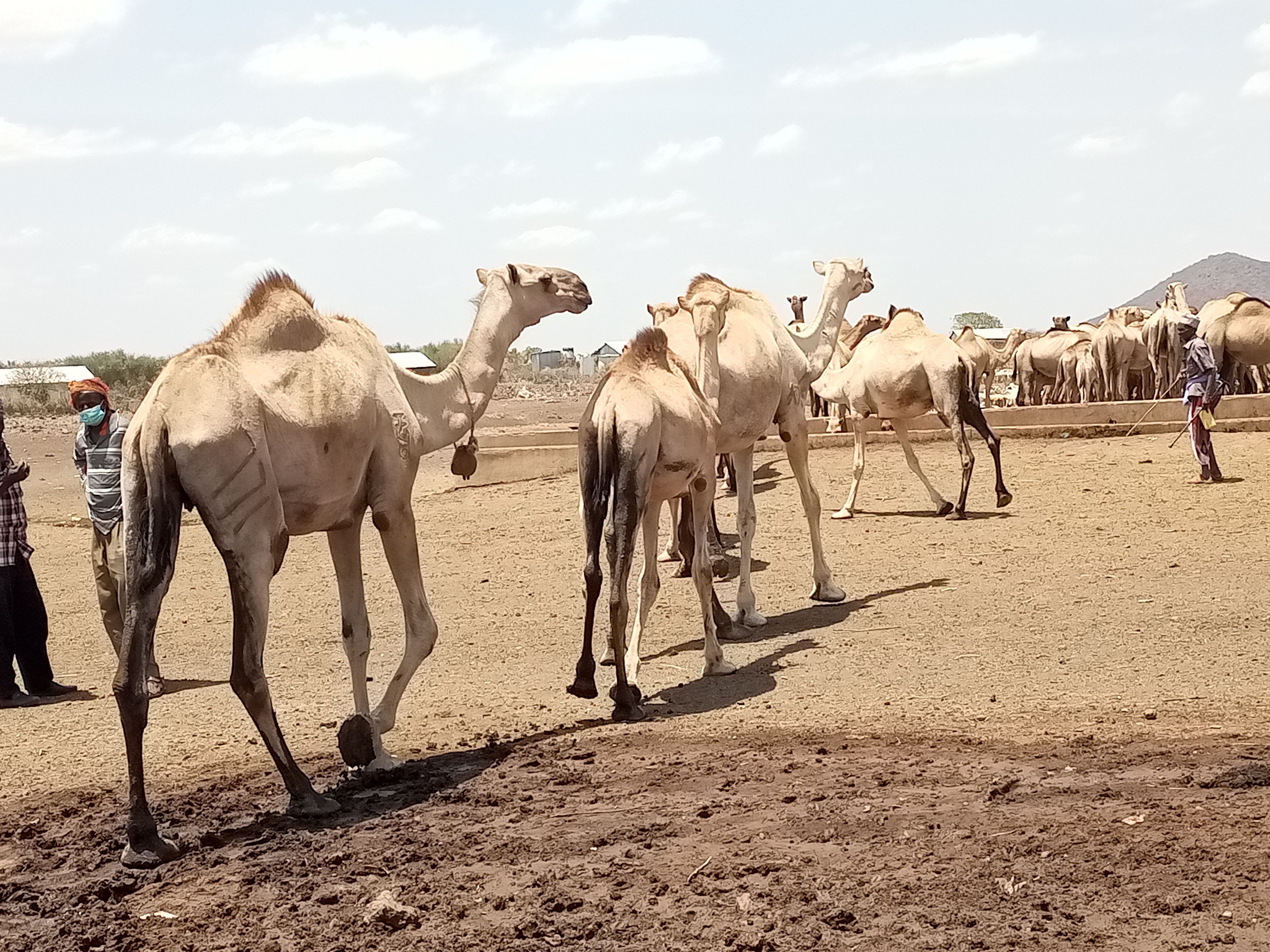 A past photo of camels driven for a long distance before converging at a watering point in remote and dry Kulamawe area, Kinna Ward, Garbatulla Sub-County, Isiolo County