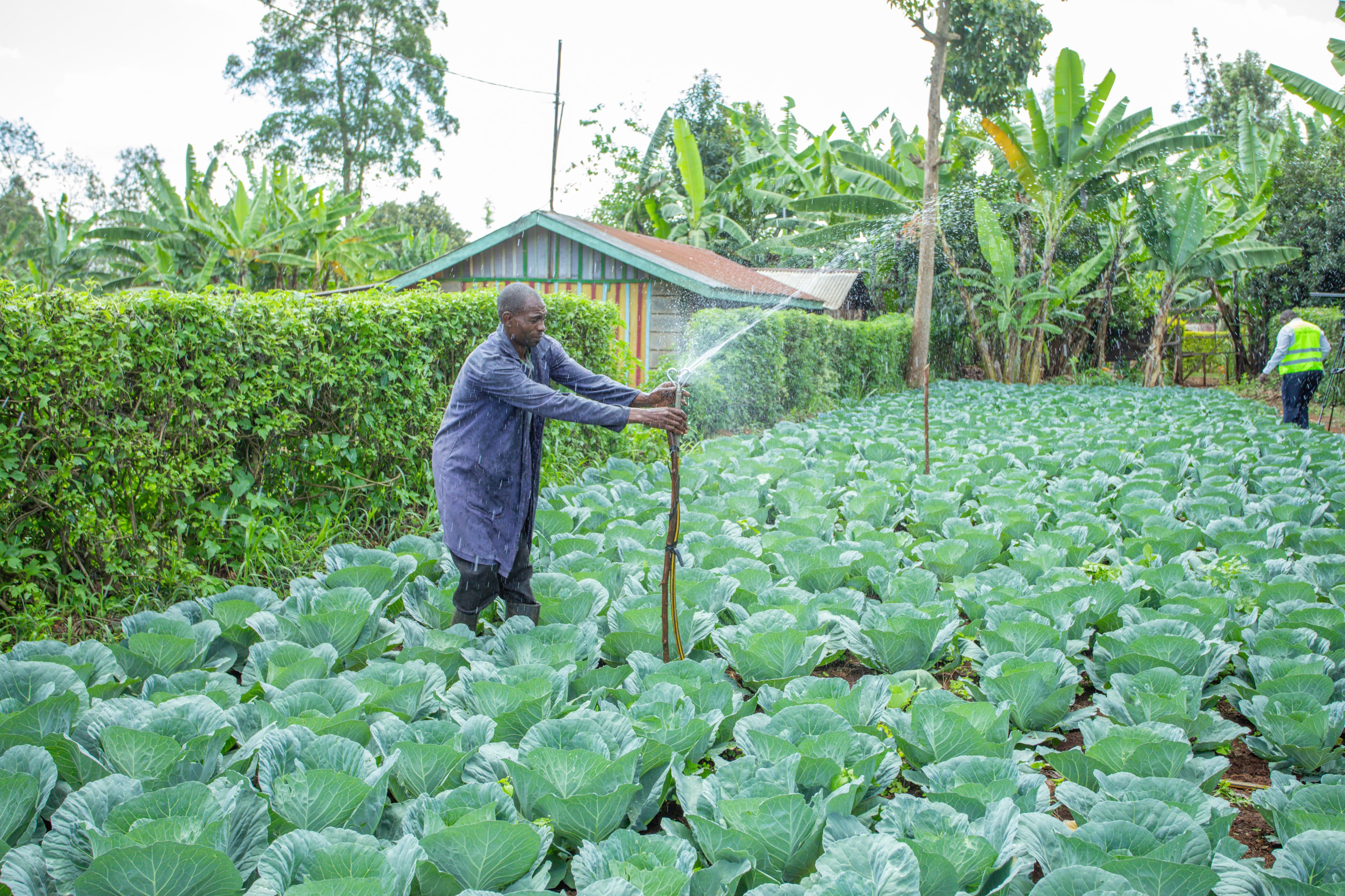 A farmer irrigating crops in Mutira Ward. 