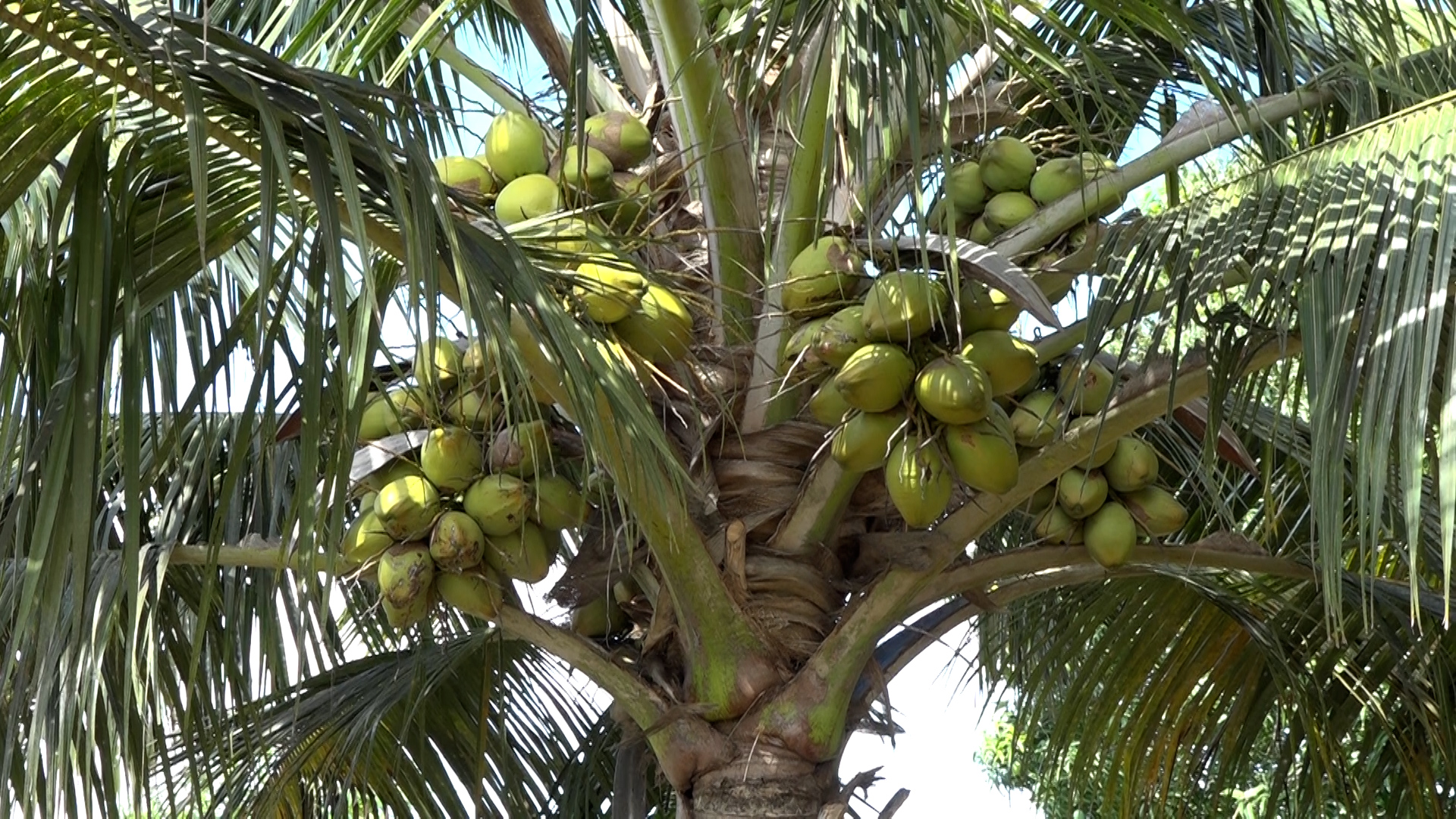 A high-yielding hybrid coconut tree at Nyuani farm in Mshongoleni area of Malindi Sub County. Photo/Emmanuel Masha