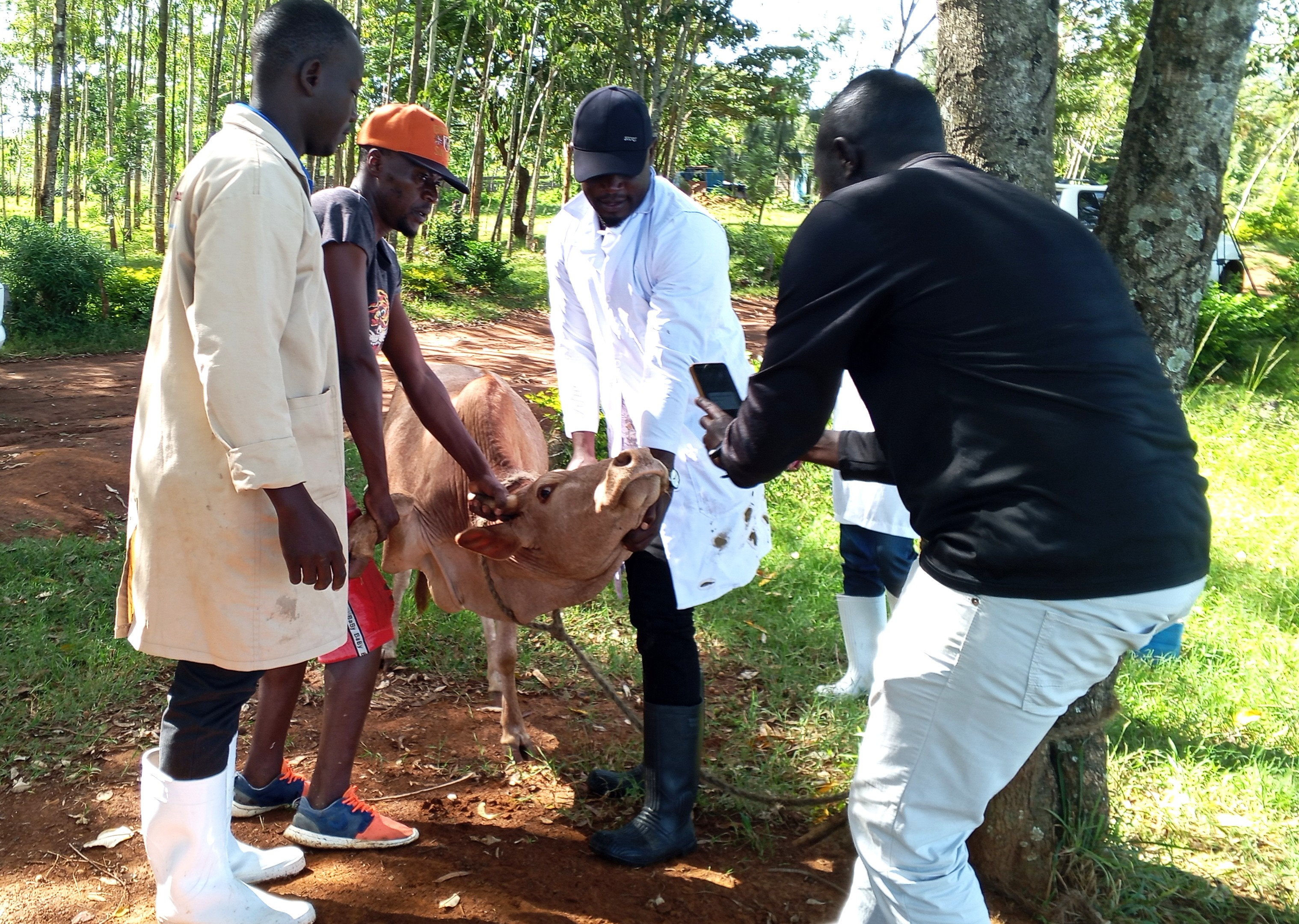 Livestock officers hold a cow at Majengo Primary School ground in Usigu Sub-county, Siaya county as their colleague registers it using the muzzle technology, an advanced AI-driven biometric identification system that use the unique, intricate patterns on an animal’s muzzle specifically cattle, buffalo, and similar livestock to identify them.