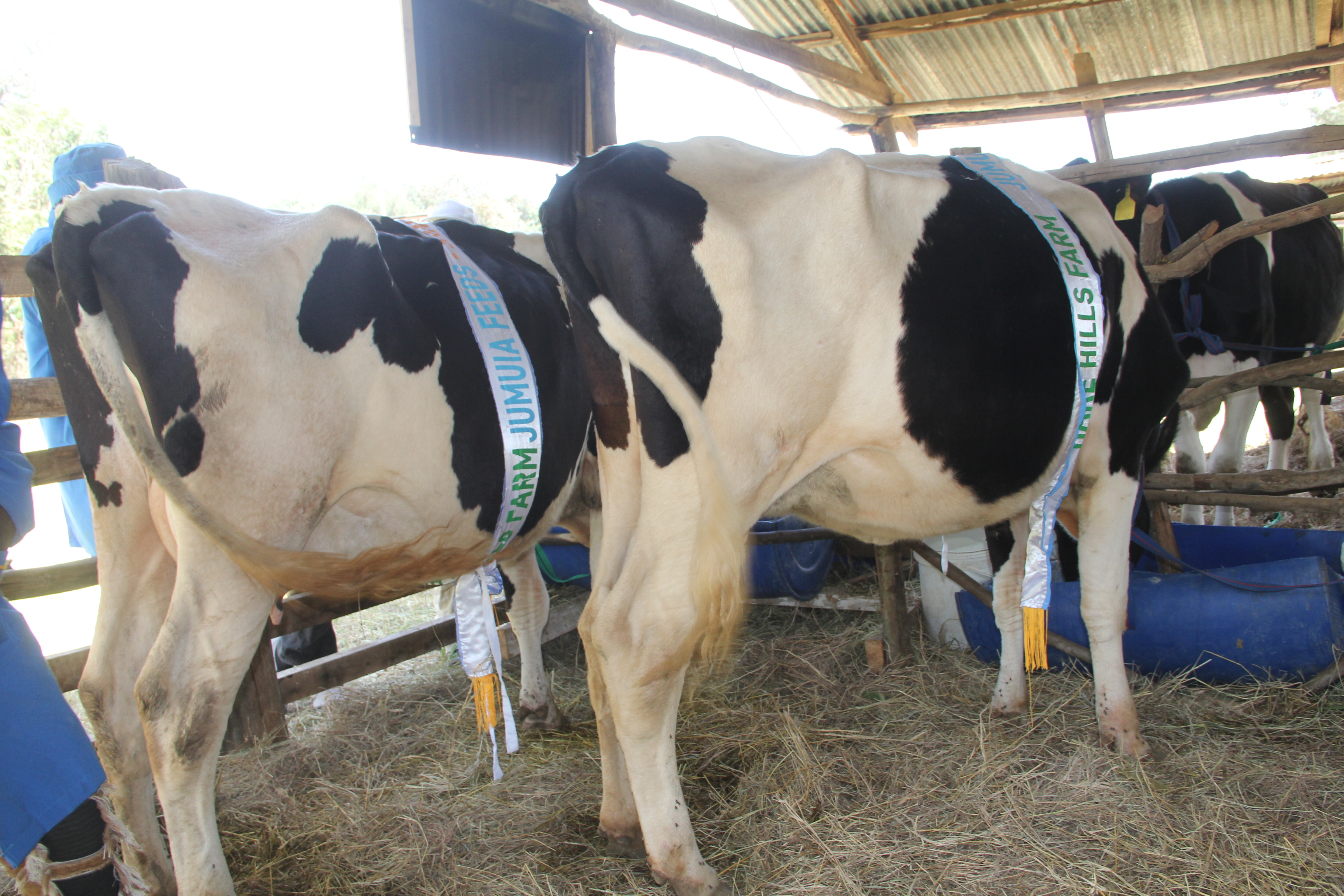 Some of the livestock being showcased at the Mt. Kenya Agricultural Show in Nanyuki, Laikipia county. Majority of exhibitors are focusing on climate smart farming technologies