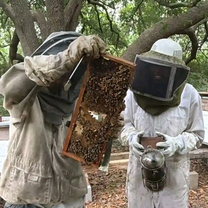 A farmer displays a honeycomb to demonstrate how mature honey is identified before harvesting in Lugari Sub-County
