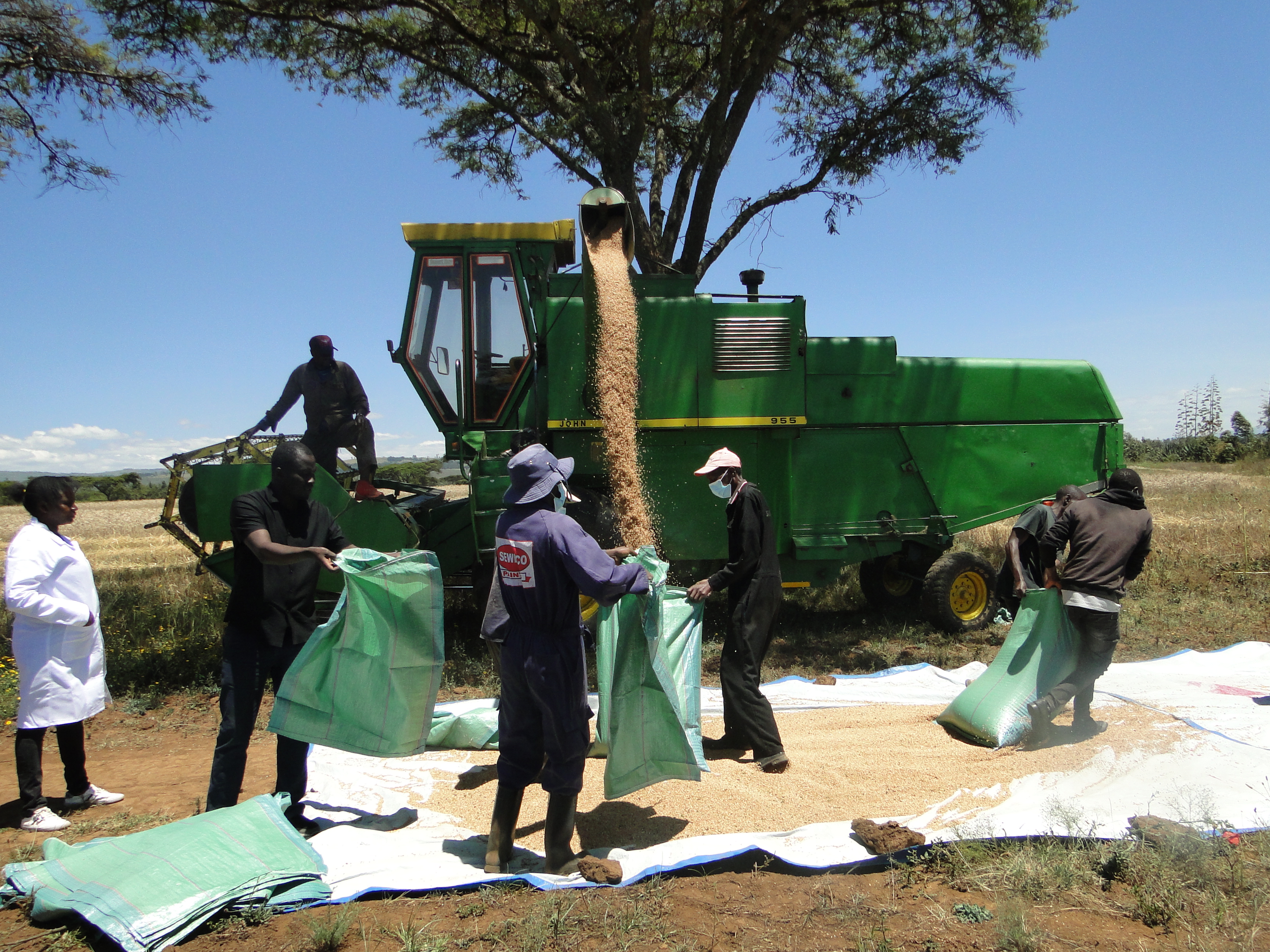 A combine harvester spews out freshly harvested wheat seed from the KALRO wheat farm in Njoro. Photo by William Inganga