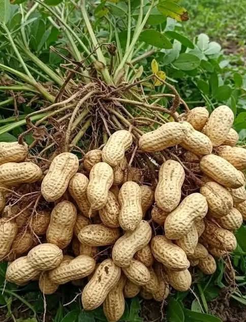 Groundnuts harvested from the field, highlighting Egerton University’s research into aflatoxin-resistant varieties, aimed at improving food safety, crop quality, yields and market access for farmers.