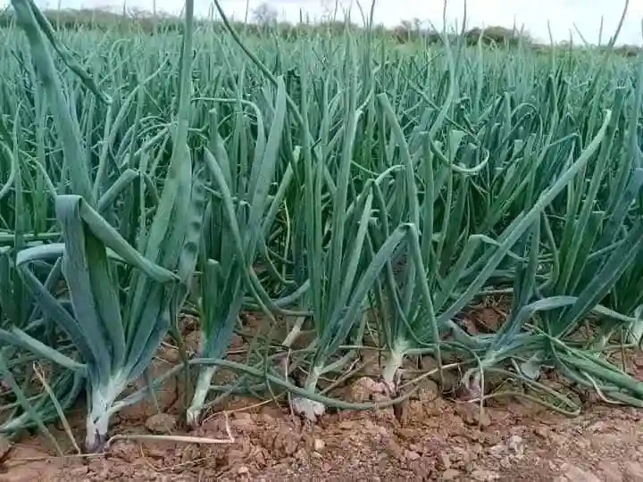 The onions growing on one portion of his two-acre piece of land.