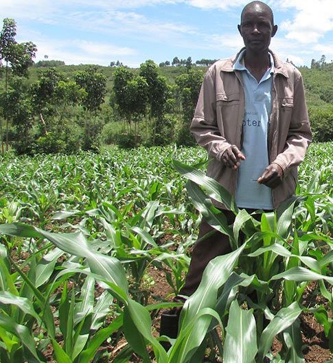 John Kirui standing in his maize field. He has decided to diversify in order to spread the risks associated with erratic weather patterns.
