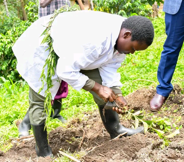 Nandi Women Rep, Cynthia Muge, prepares to plant a coffee seedling. She distributed the seedlings to women groups in Tinderet Sub County for economic empowerment.