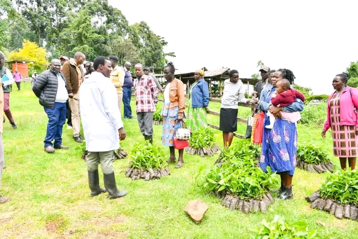 Nandi County Women Rep, Cynthia Muge (left, in white dust coat) talking to beneficiaries at Seiyot cooperative society during the seedling’s distribution.
