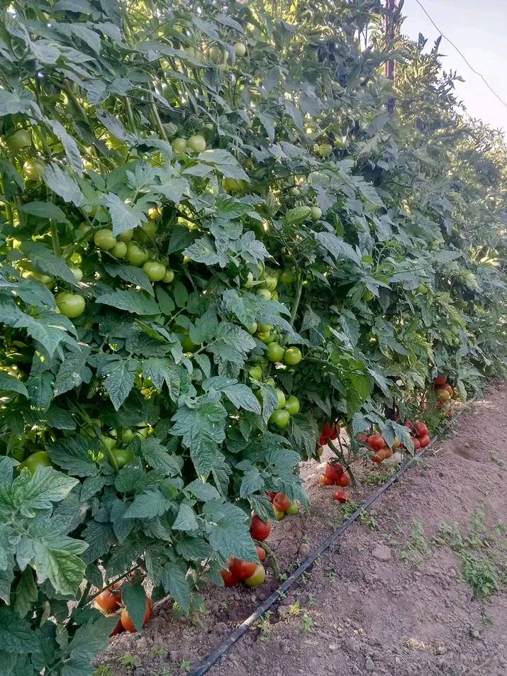 Tomatoes growing on Catherine’s farm in Kaplangau village
