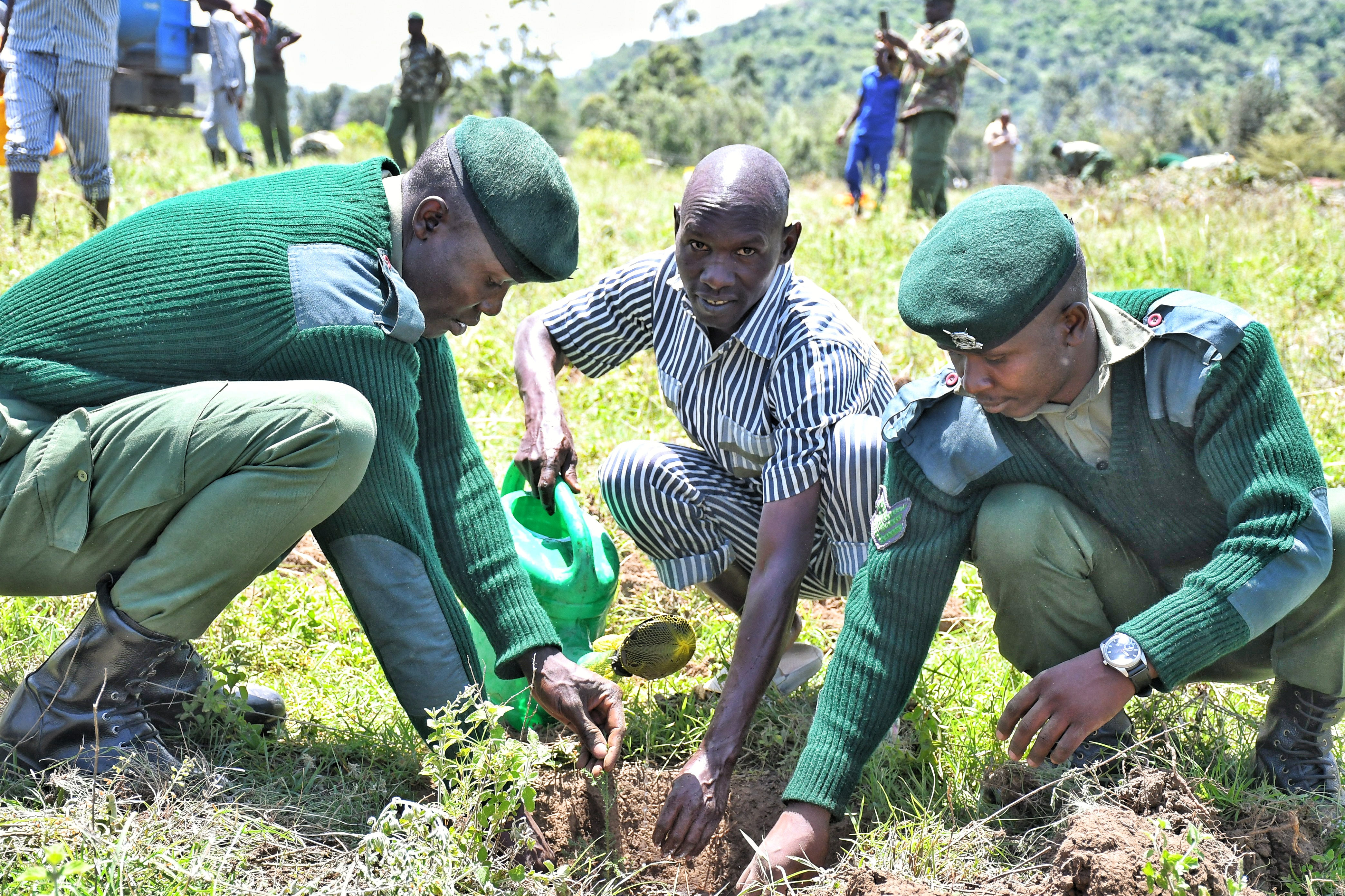 Salome Beacco, Permanent Secretary for Correctional Services, plants a tree at Naivasha Medium Prison during an exercise where she announced plans to construct 3,000 housing units for prison officers.