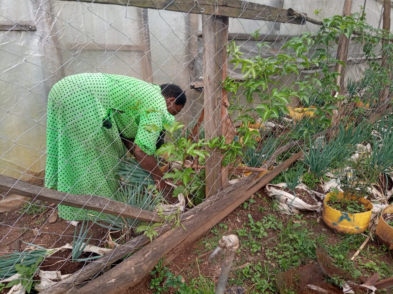 Mama Erika’s farming progress.