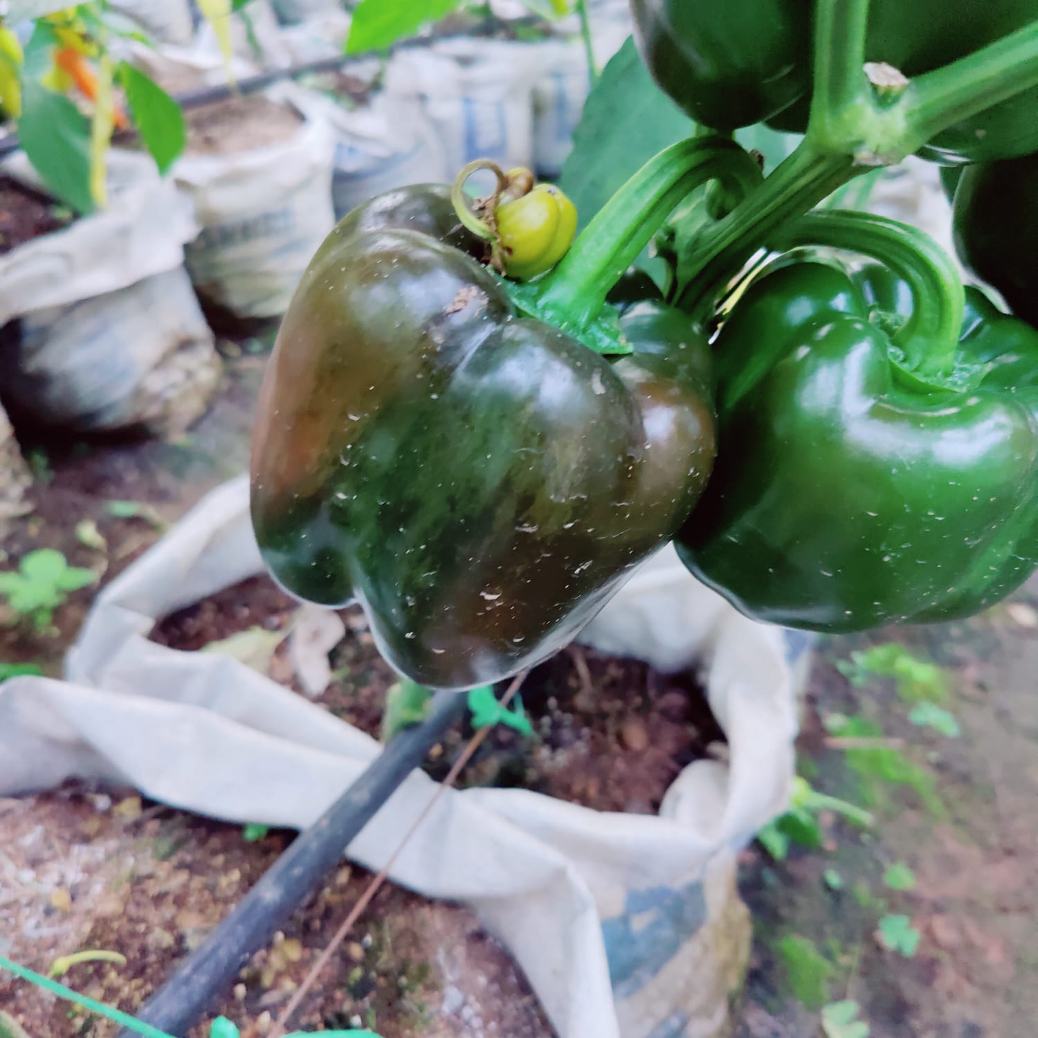 Mama Erika’s farming progress.