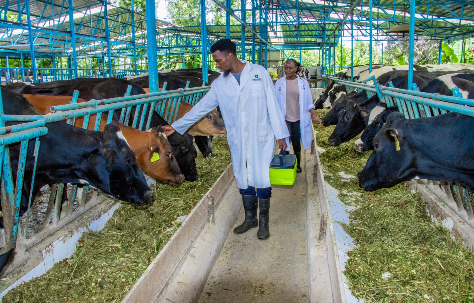 Veterinary officers conducting the county vaccination programme at a farm in Kiaritha, Kirinyaga Central.