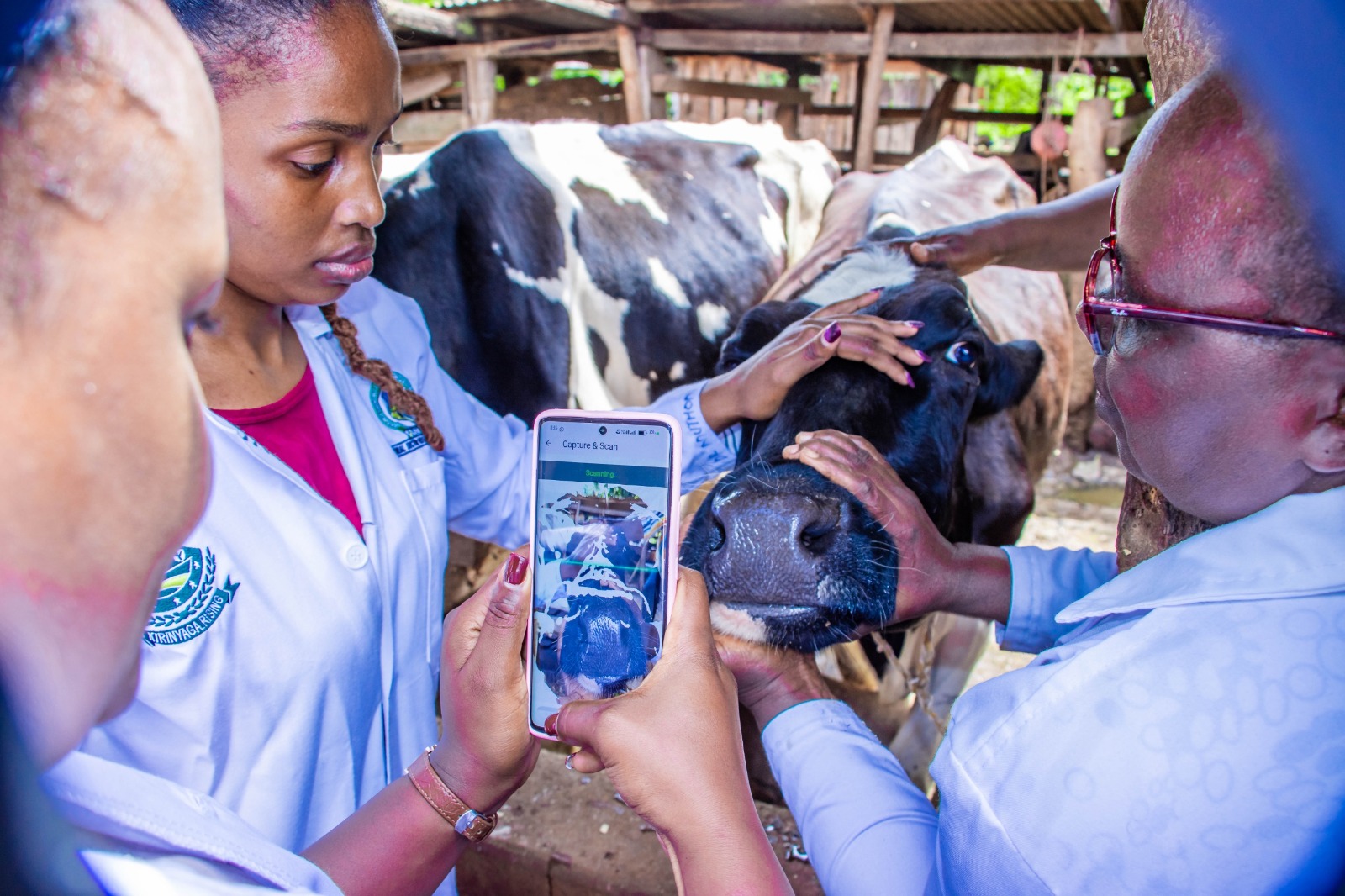 County veterinary officers capturing biometric data of a cow using muzzle identification as part of the digital registration exercise.