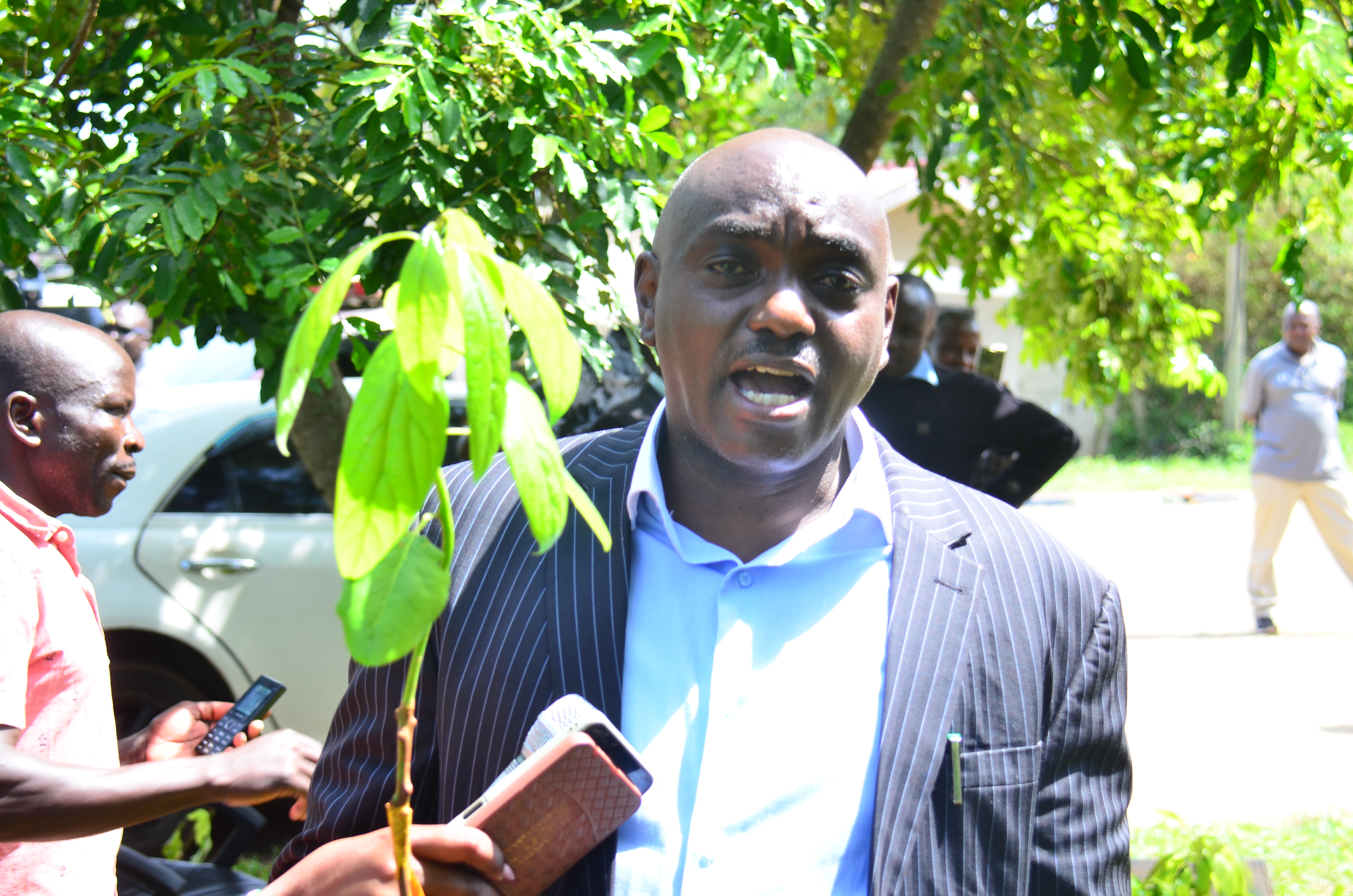 Migori County Commissioner Kisilu Mutua carrying one of the 42,000 grafted avocado seedlings ready for distribution to farmers in Migori County. PHOTO: MARGARET VANJELYN