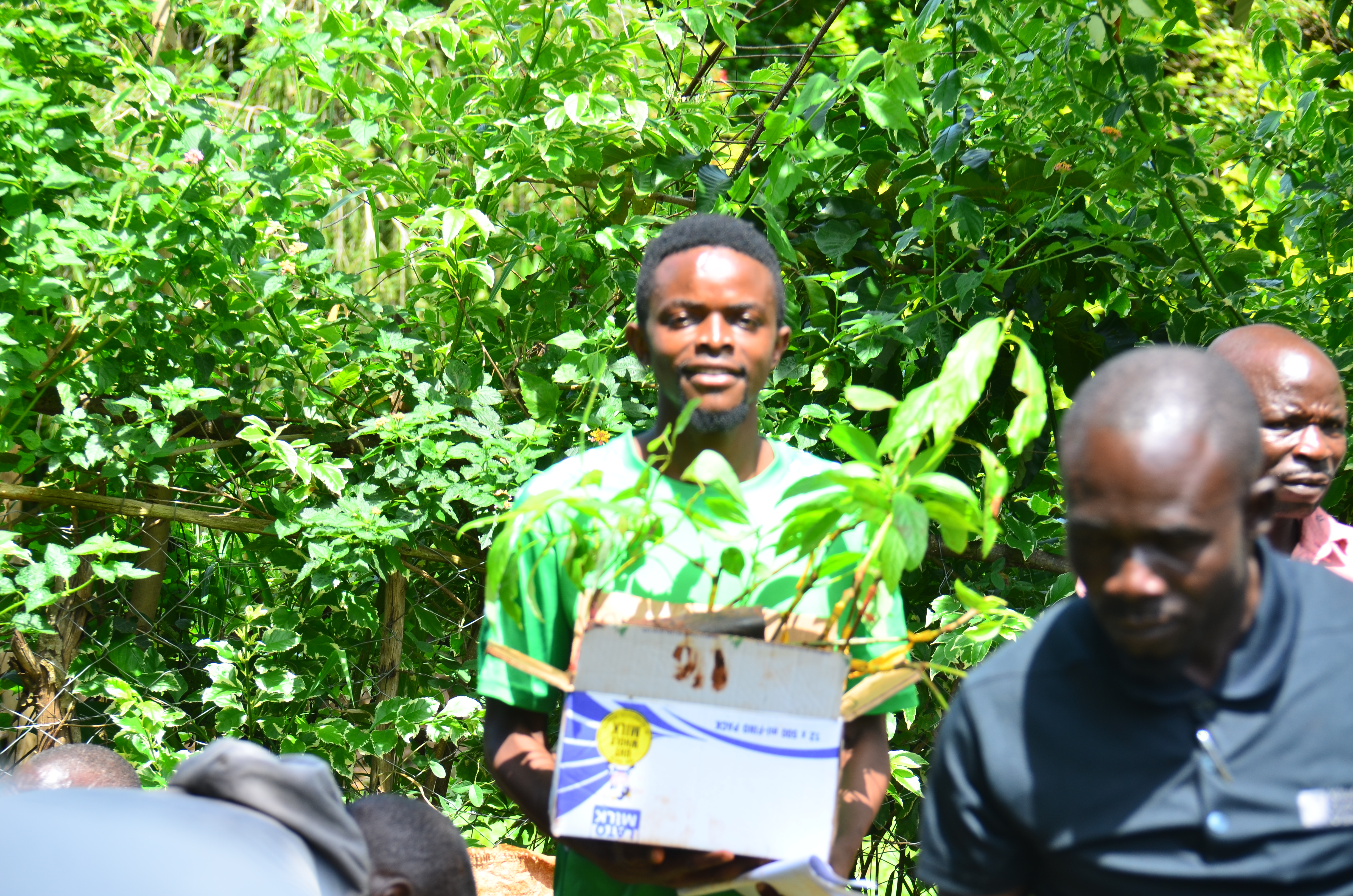 A section of farmers selecting Hass avocado seedlings distributed to farmers under a government-supported agricultural empowerment program in Migori County. Photo by Margaret Vanjelyn. 