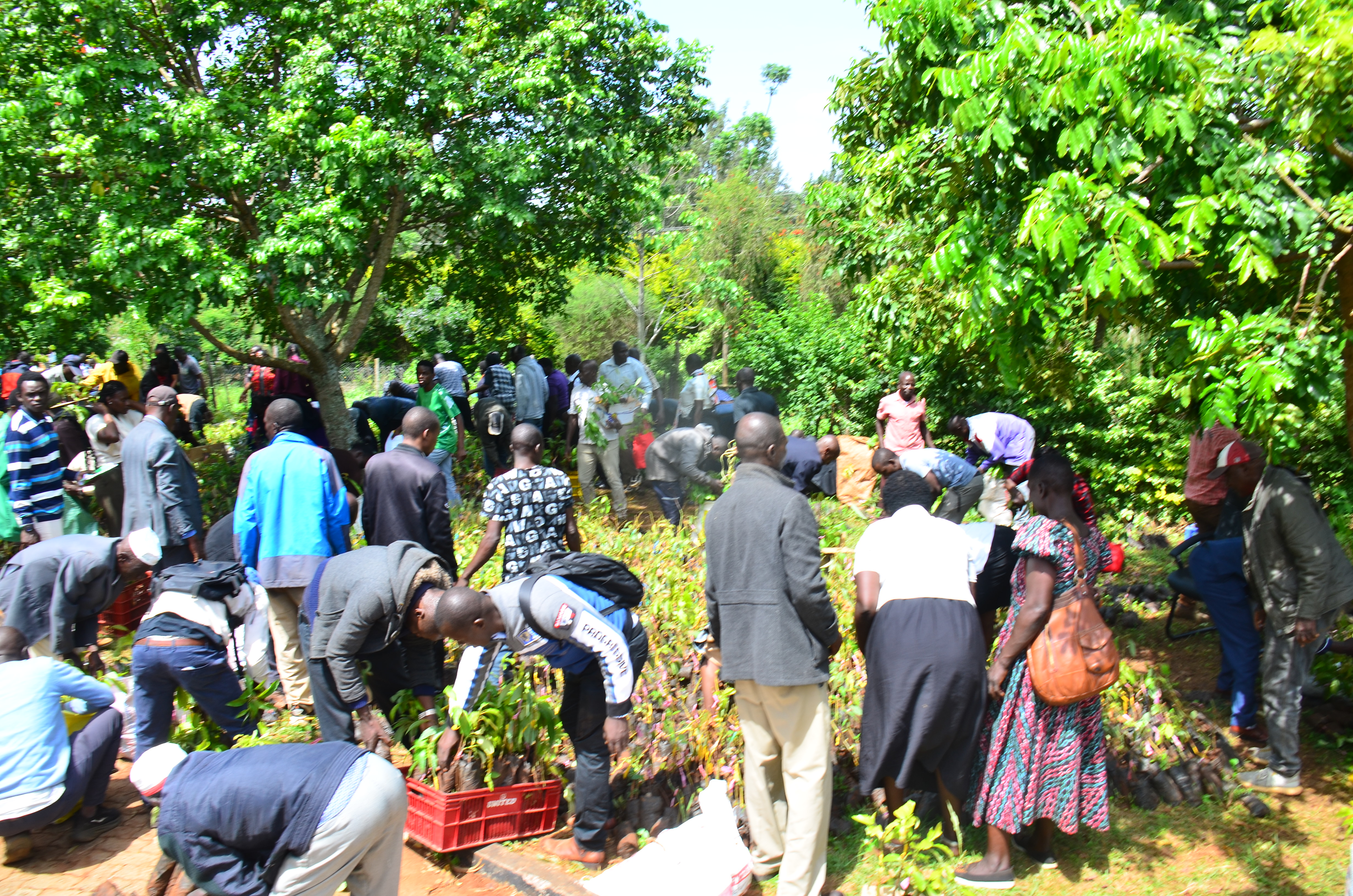 A section of farmers selecting Hass avocado seedlings distributed to farmers under a government-supported agricultural empowerment program in Migori County. Photo by Margaret Vanjelyn. 