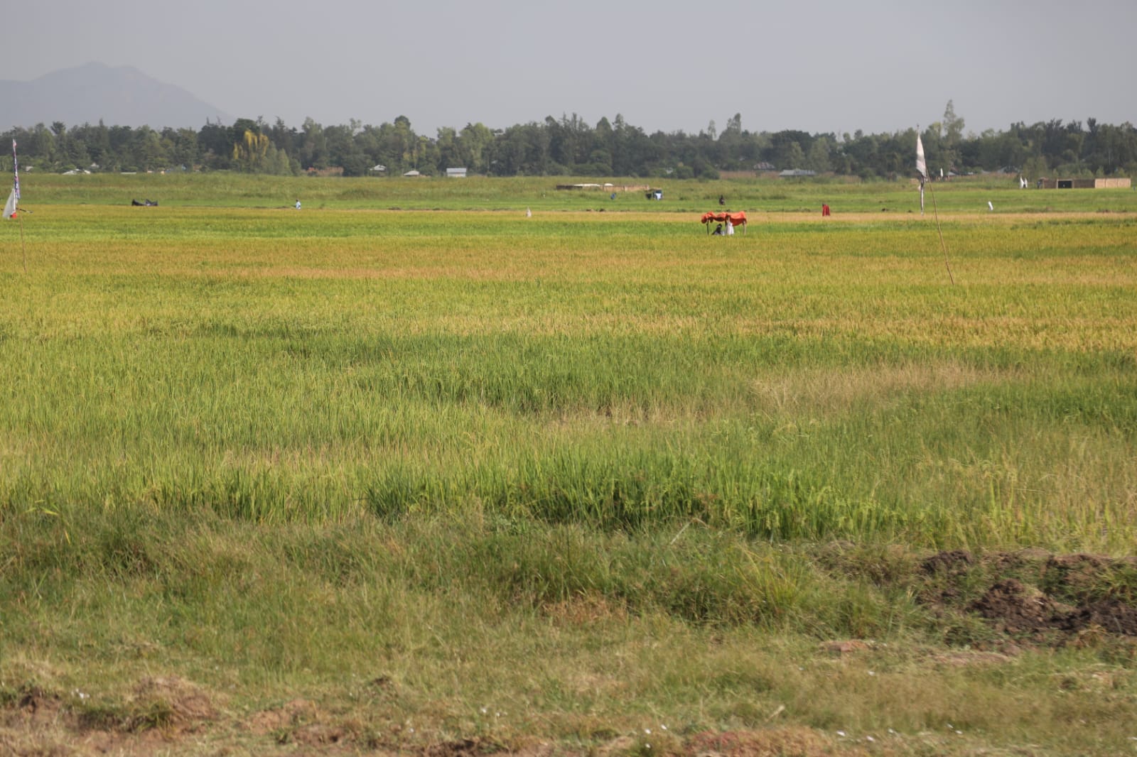 A rice field at the Ondago Swamp in Karachuonyo ready for harvesting.