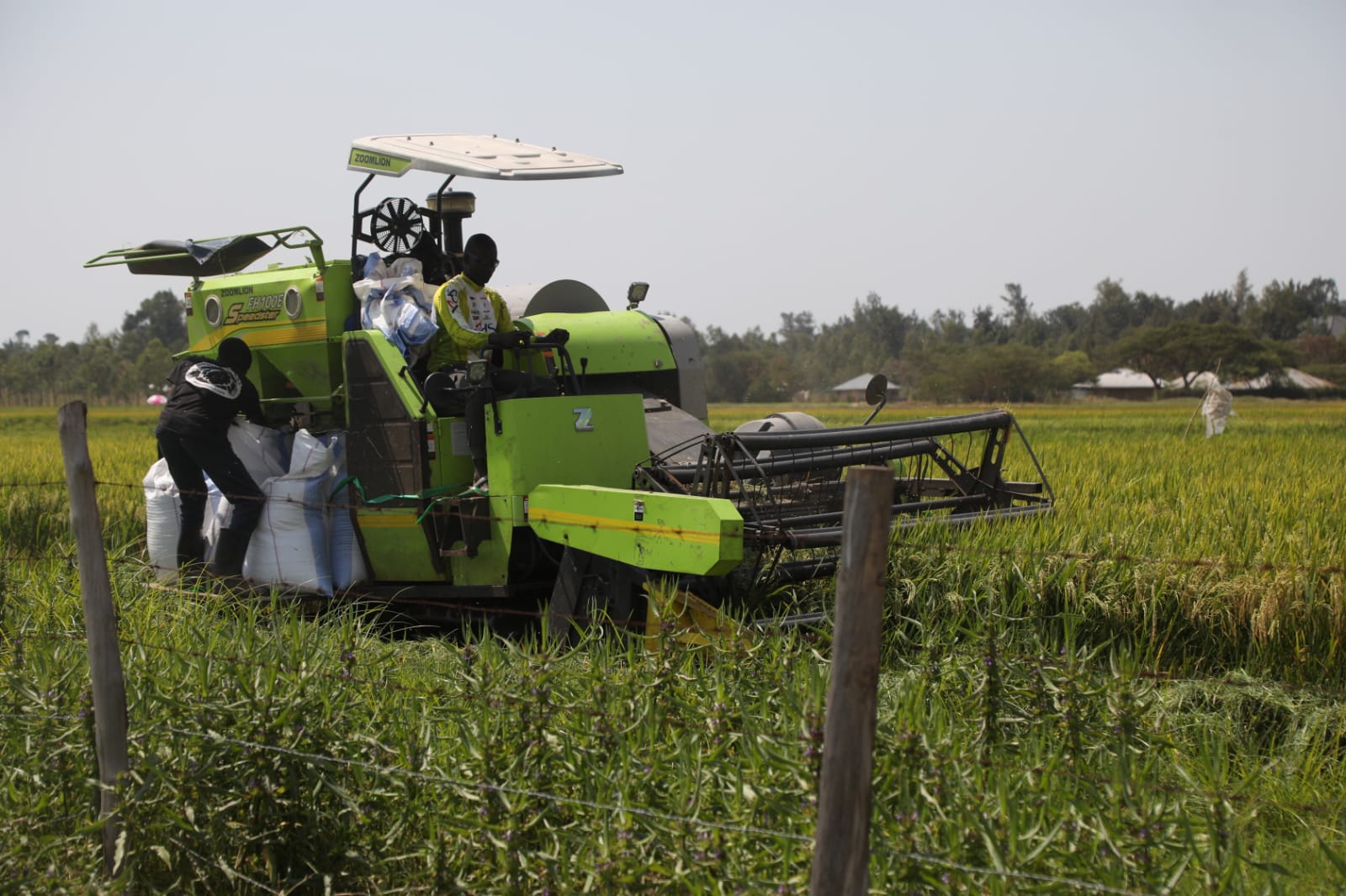Lake Basin Development Authority launches the harvesting of rice at Ondago swamp.