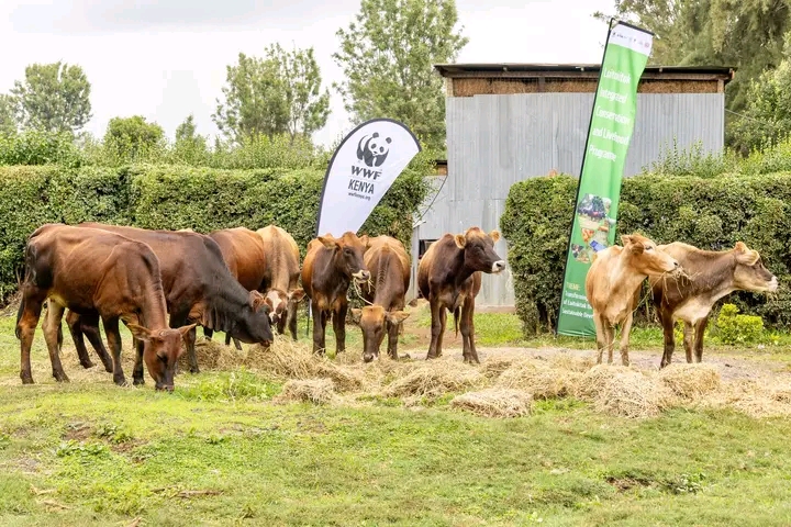 Some of the 16 improved cattle breeds handed over to 16 women groups in Oloitoktok during the inauguration of the Oloitoktok Integrated Conservation and livelihood programme
