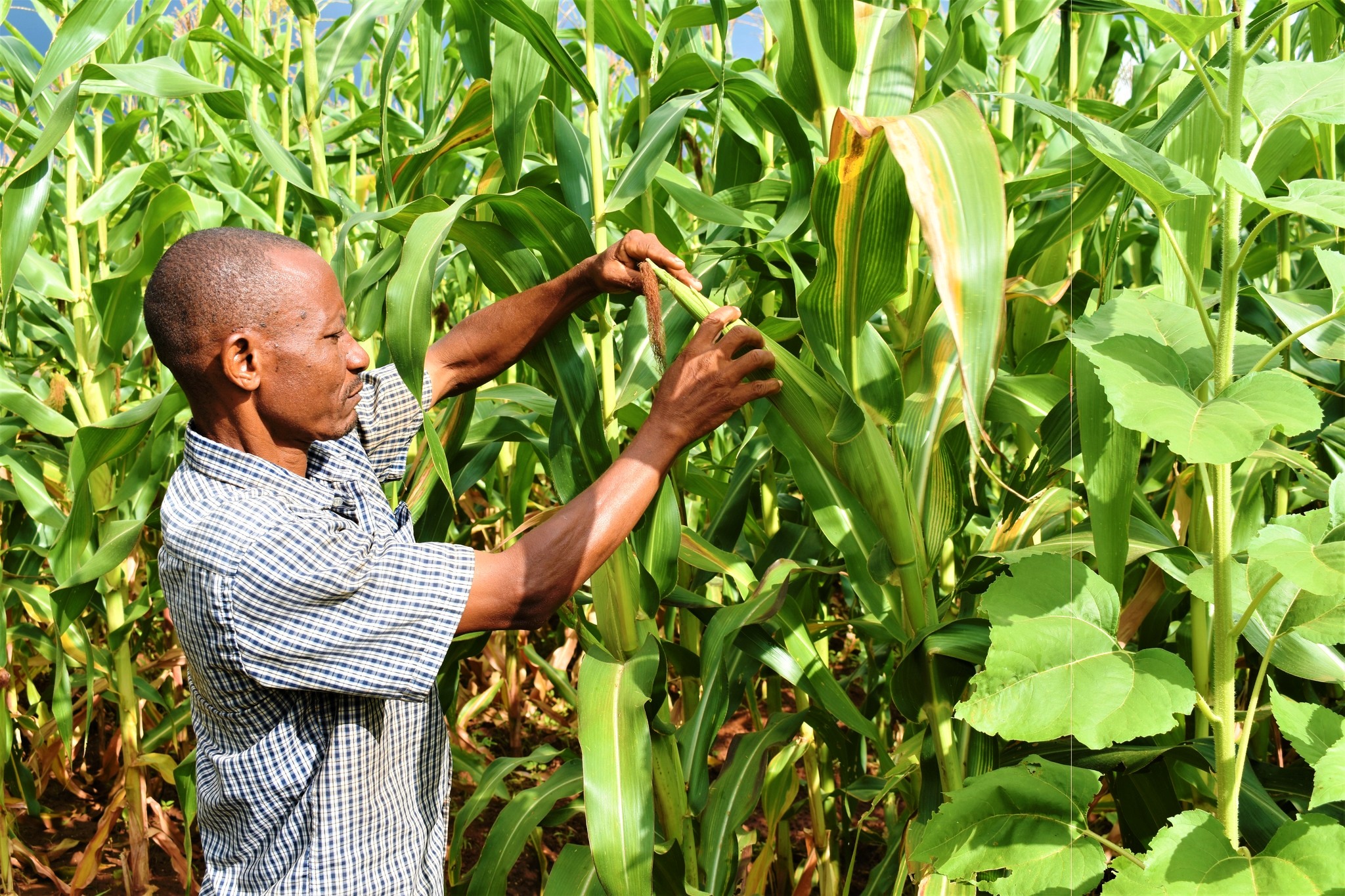A farmer at Kosokoni irrigation scheme. Local farmers contend the irrigation project supported by CDA has helped local farmers continue with their farming activities all year round