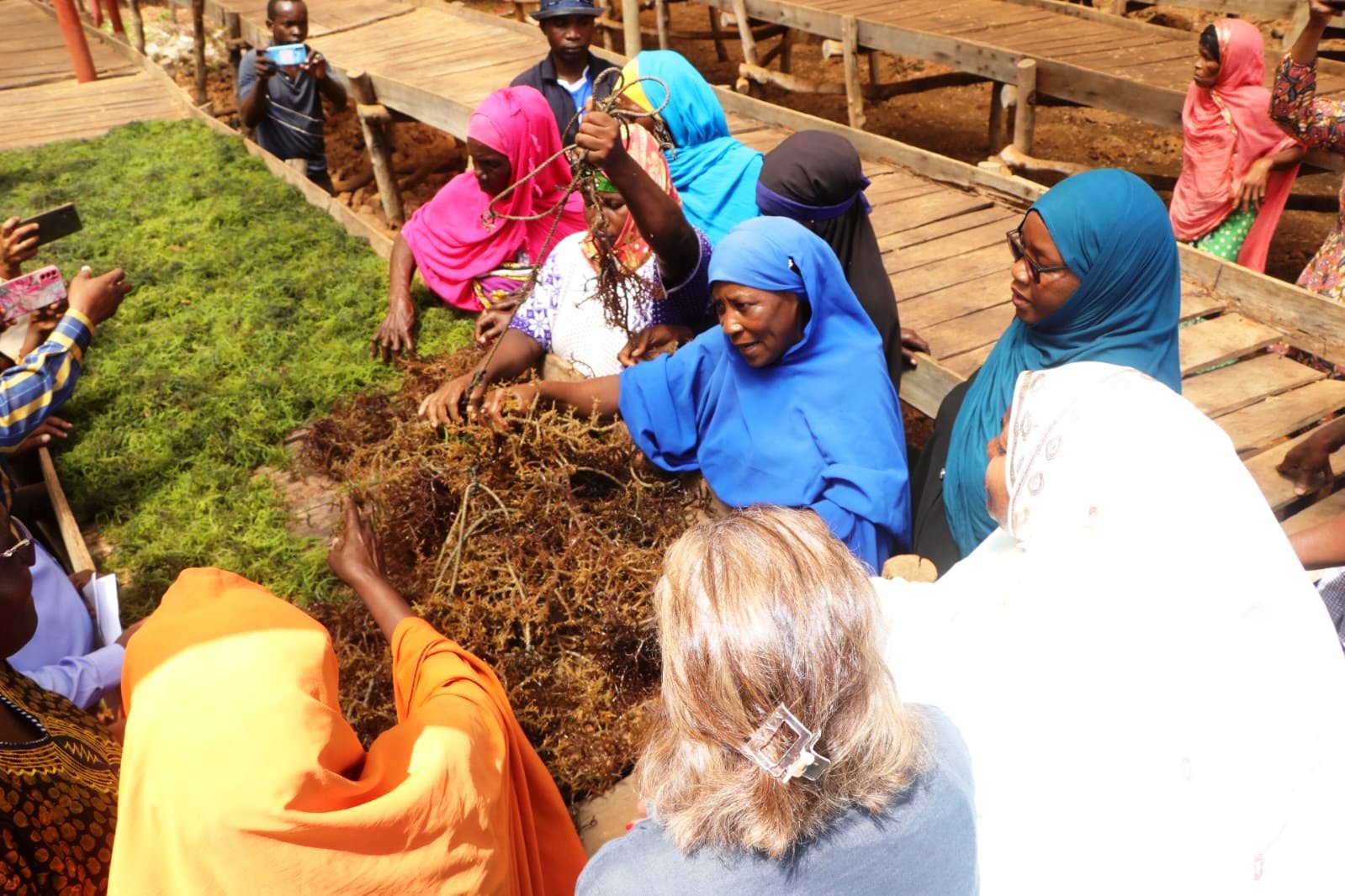 Kibuyuni seaweed farmers display harvested seaweed at the Kibuyuni seaside village in Kwale County. Seaweed found on rocky coastlines and in shallow marine waters offer a renewable source of food, energy and chemicals.