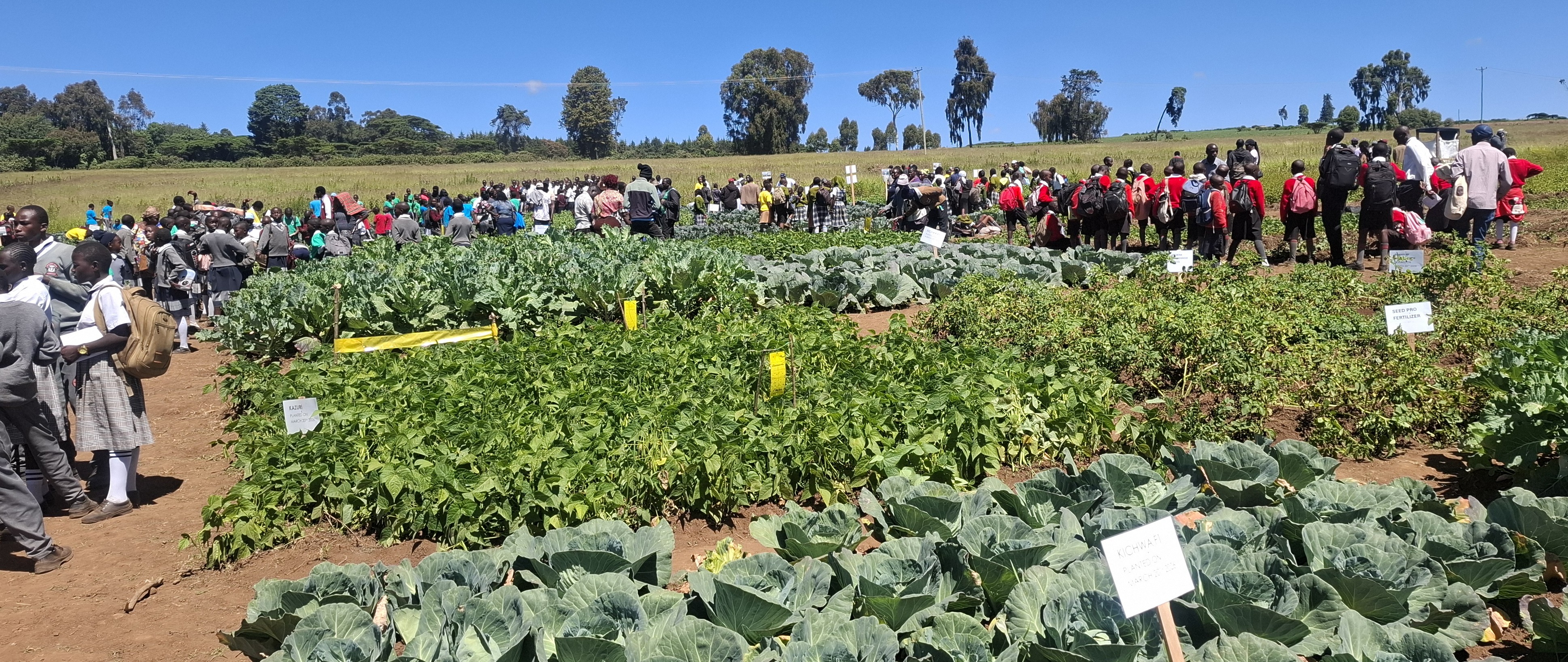 Demonstration sites where 4k club members display some of the crops they are growing within Egerton University