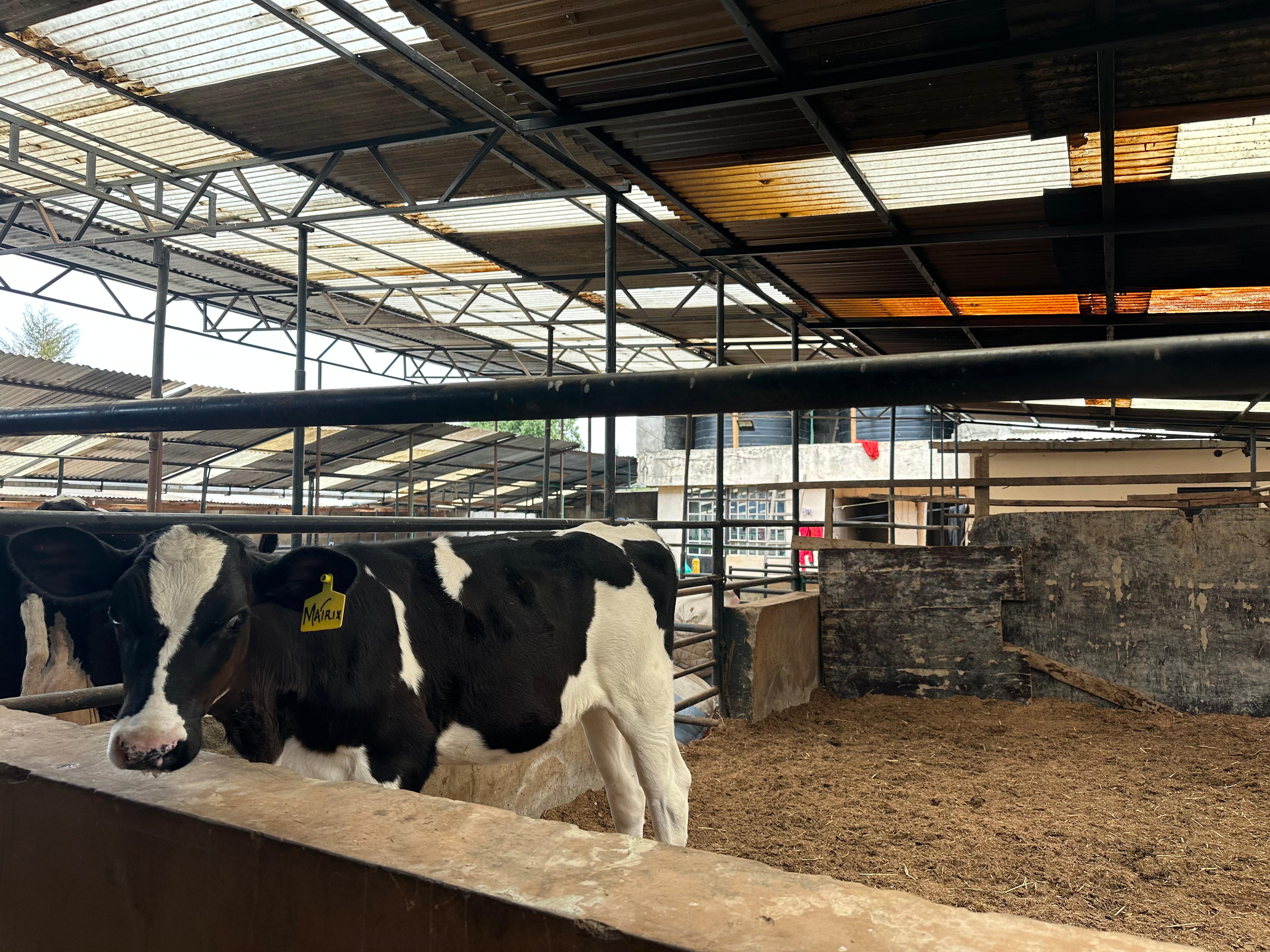 Friesian Holstein cows in their clean well-structured sheds. 