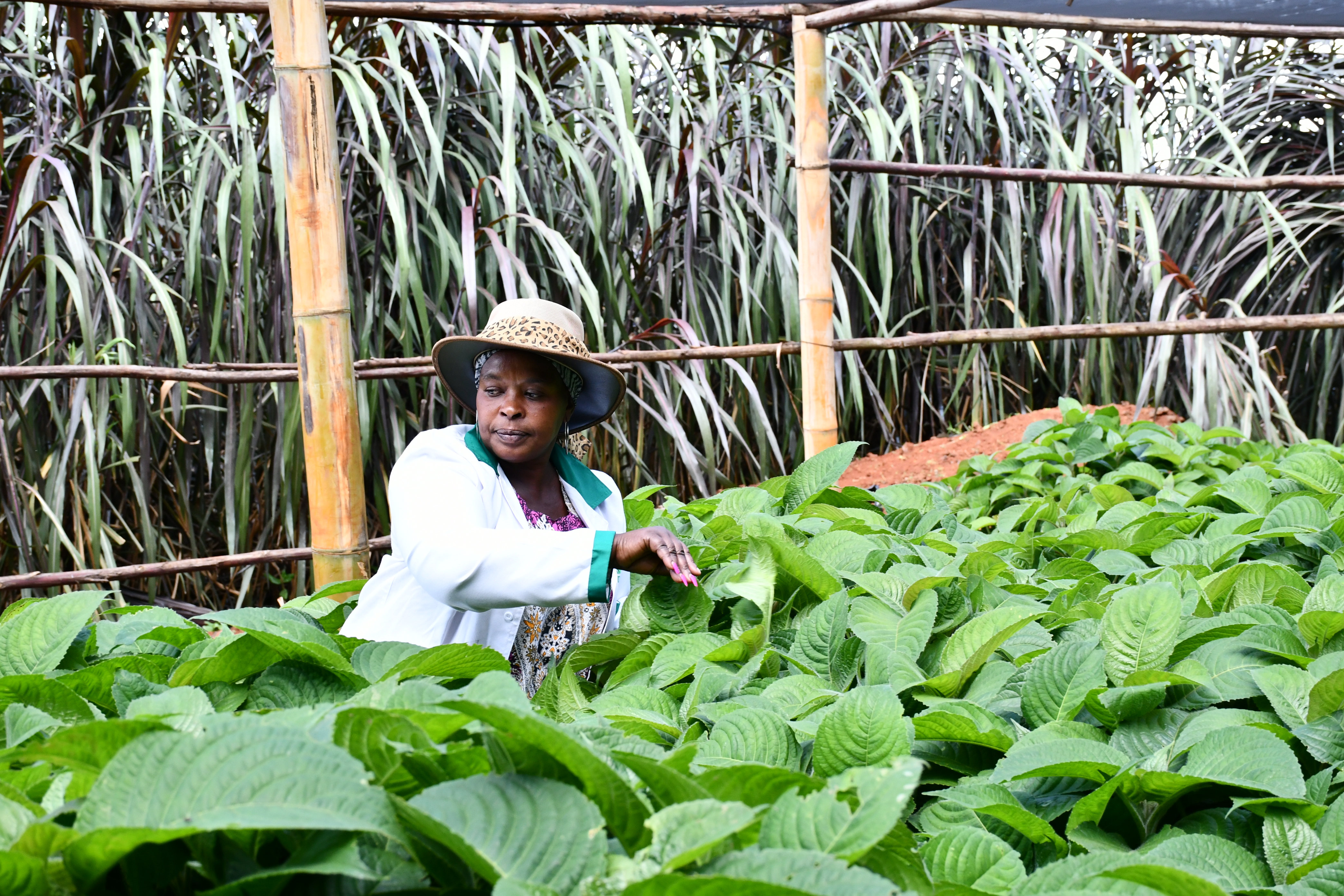 Mrs Kihara in a nacedero (trichantera giganthera) nursery at the farm. PHOTOS: KNA