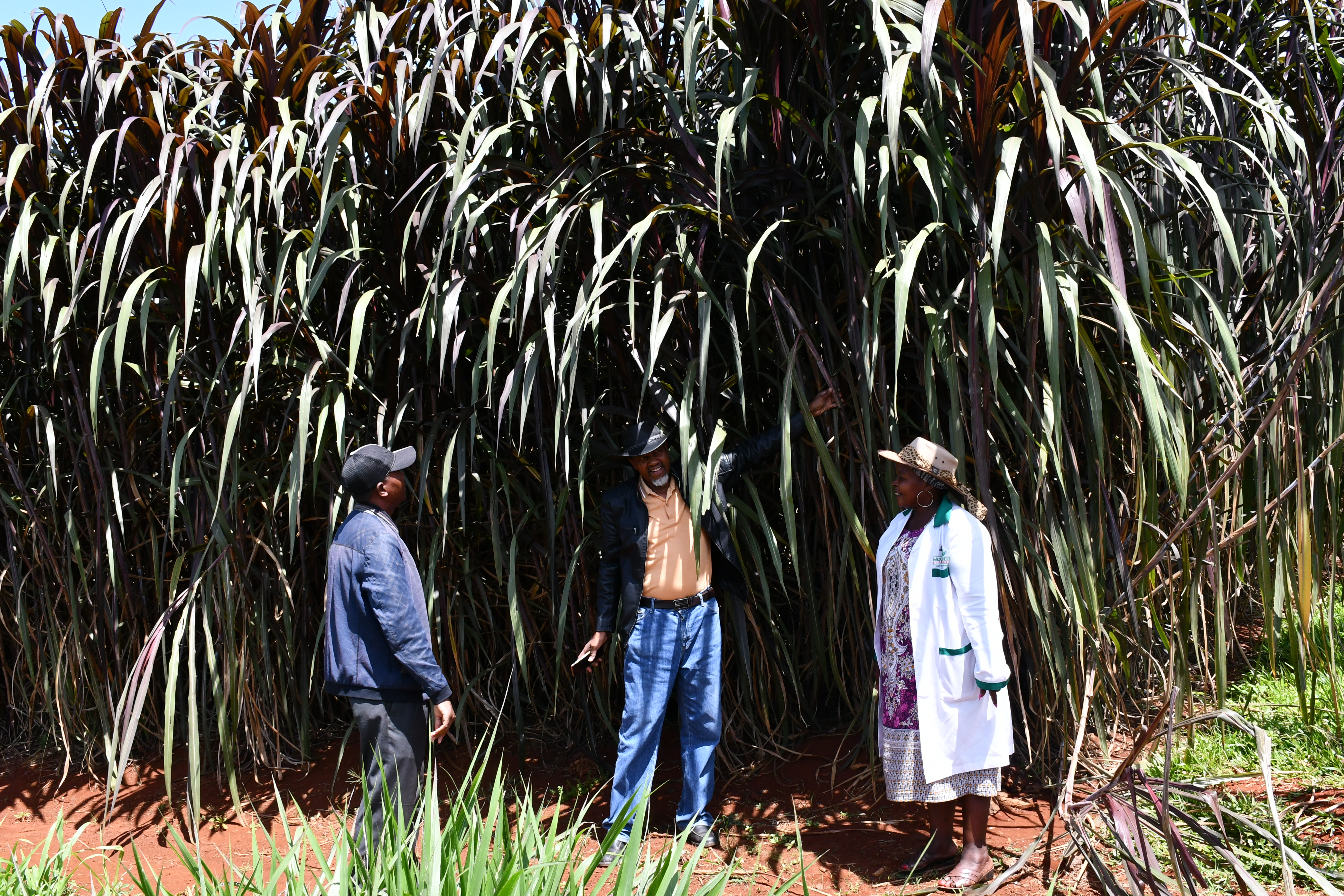 Githaiga Kihara explains a point during our visit to Moo Fodder Supermarket farm. In the background is a plantation of mature Australian Nappier (pennisetum purpureum