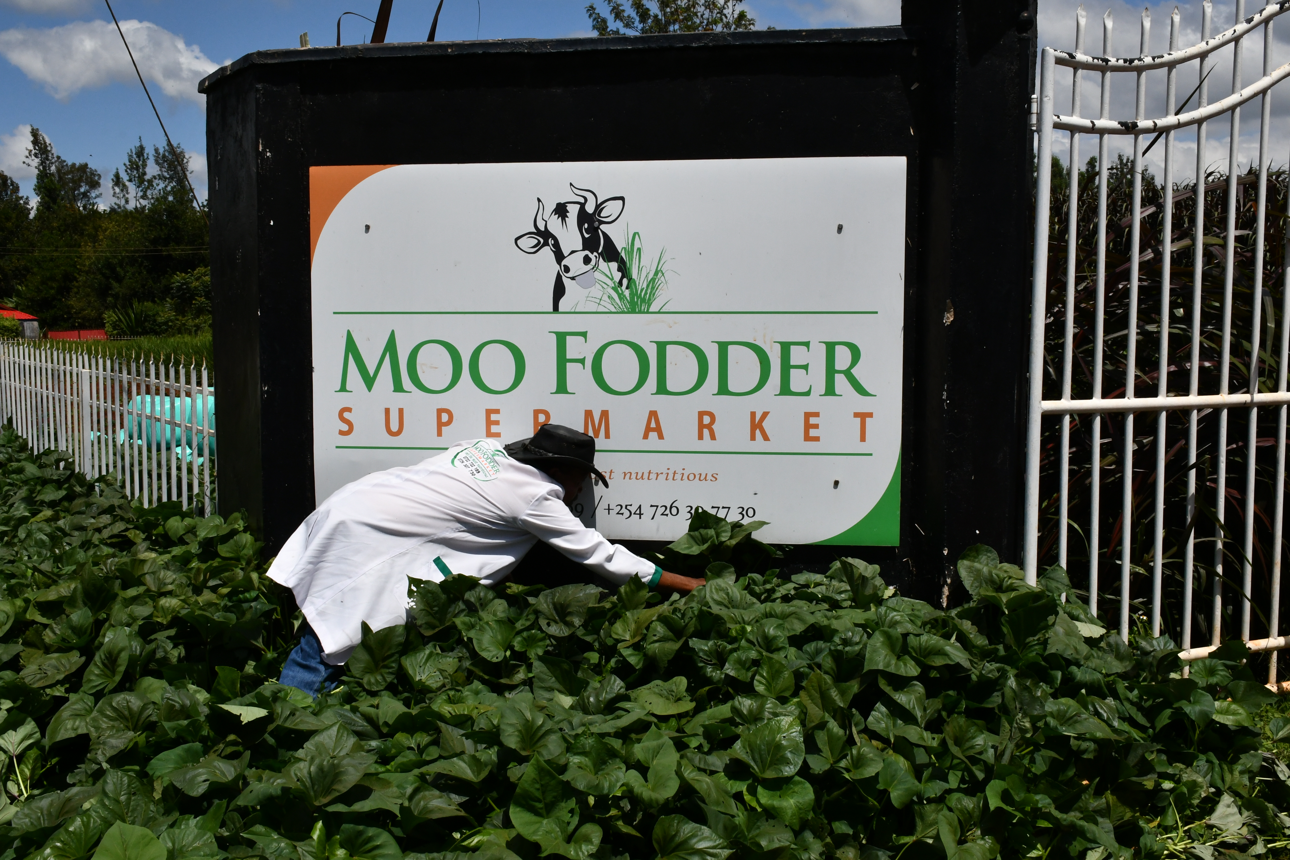 Mr Githaiga Kihara inside a lush greenery of super k vines (ipomoa batatus) at the entrance of his Moo Fodder Supermarket locate in Chorong’i village, Nyeri Central sub county. The vines which have a protein content of up to 26.7 percent are ideal for dairy goats as they help boost milk production.