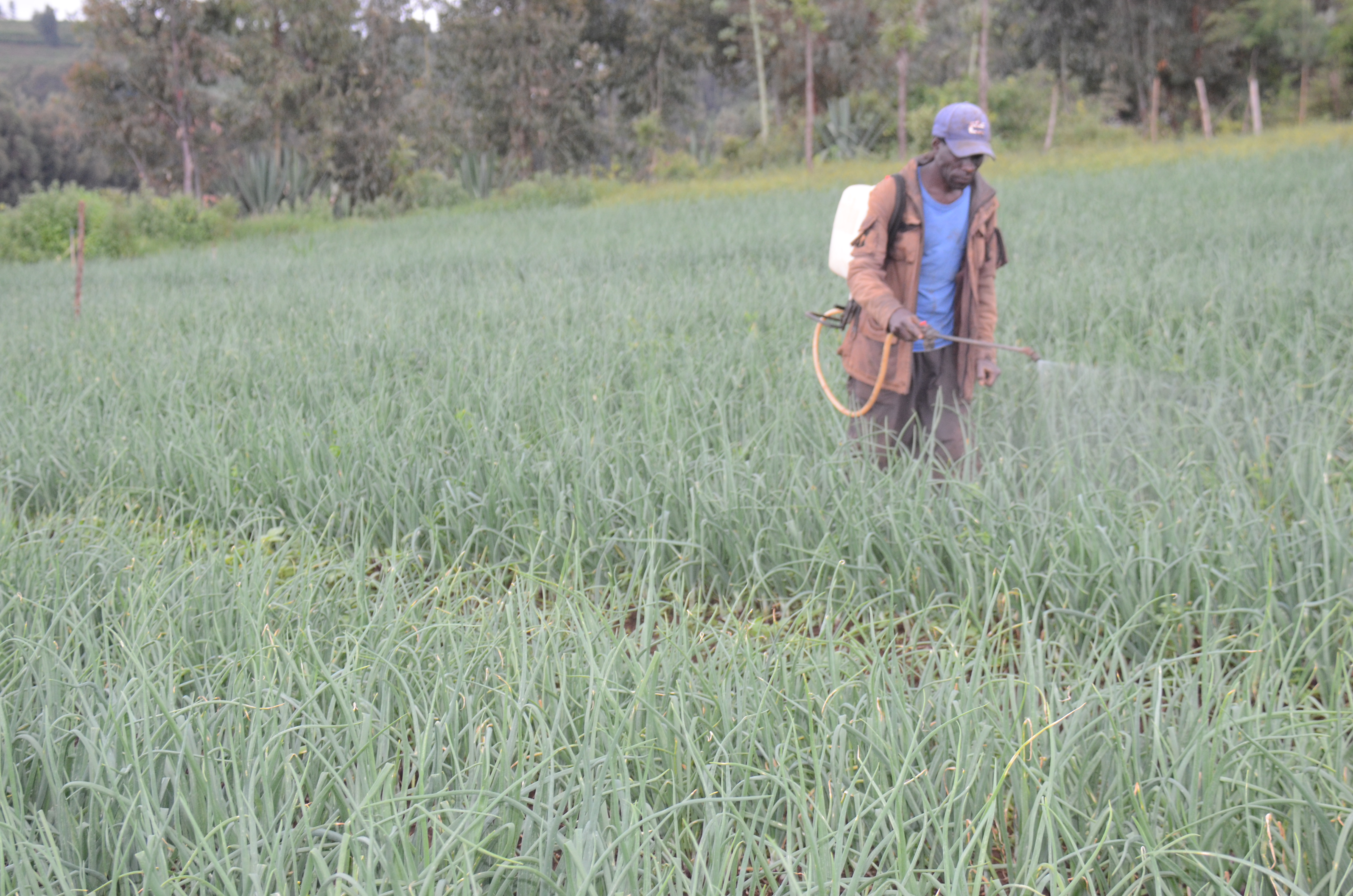 Mr Elijah Kiara, one of the farmers who have benefitted from Kiirua -Buuri water project supported by National Irrigation Authority