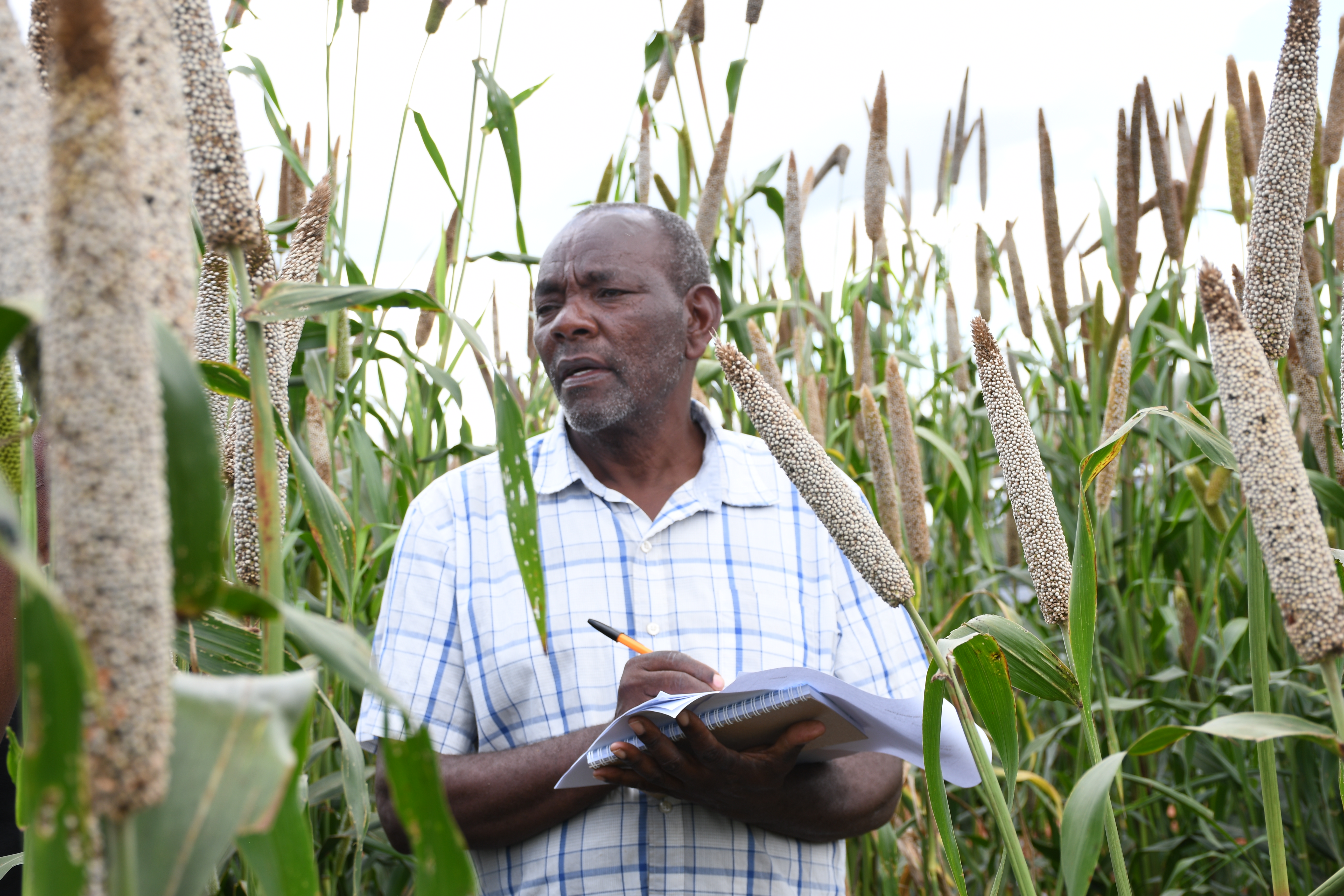 Retired special needs teacher, Leonard Mbwiko jotting what he notes about one of the varieties of Pearl Millet at the Kiboko CIMMYT site.