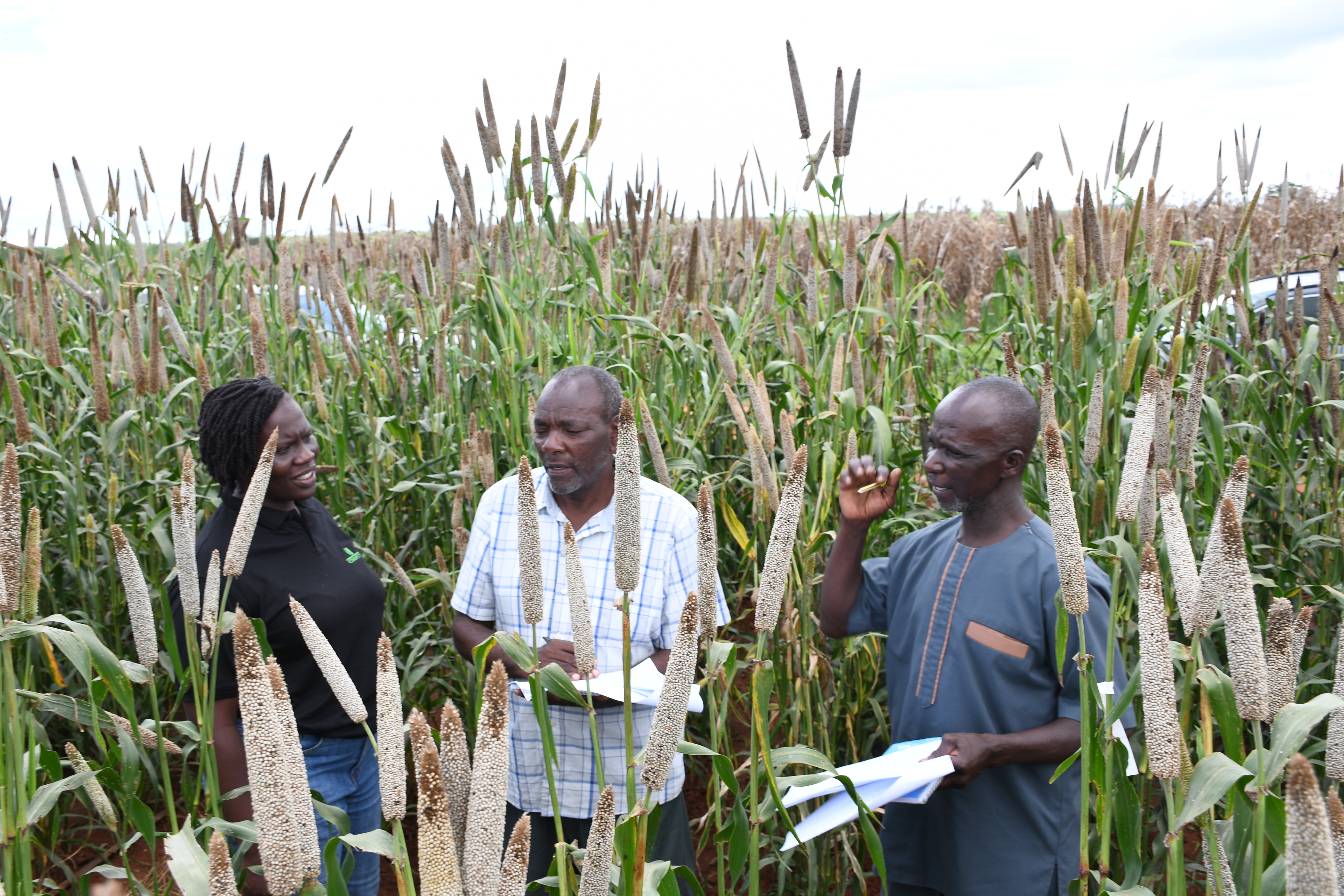 Retired special needs teacher, Leonard Mbwiko jotting what he notes about one of the varieties of Pearl Millet at the Kiboko CIMMYT site.
