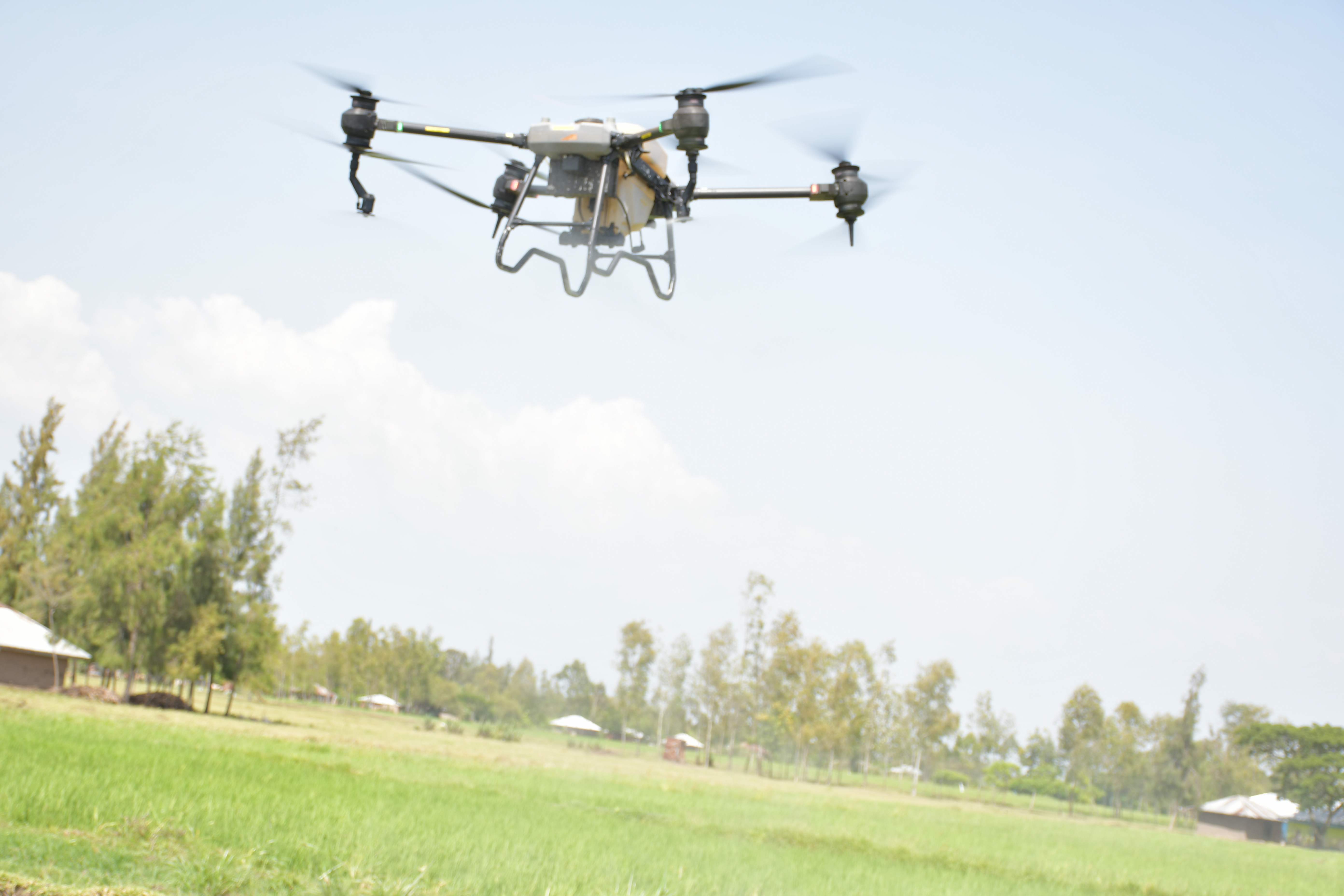 A drone being used to sprinkle pesticide on rice crops at the South West Kano Irrigation Scheme in Kadibo Sub County