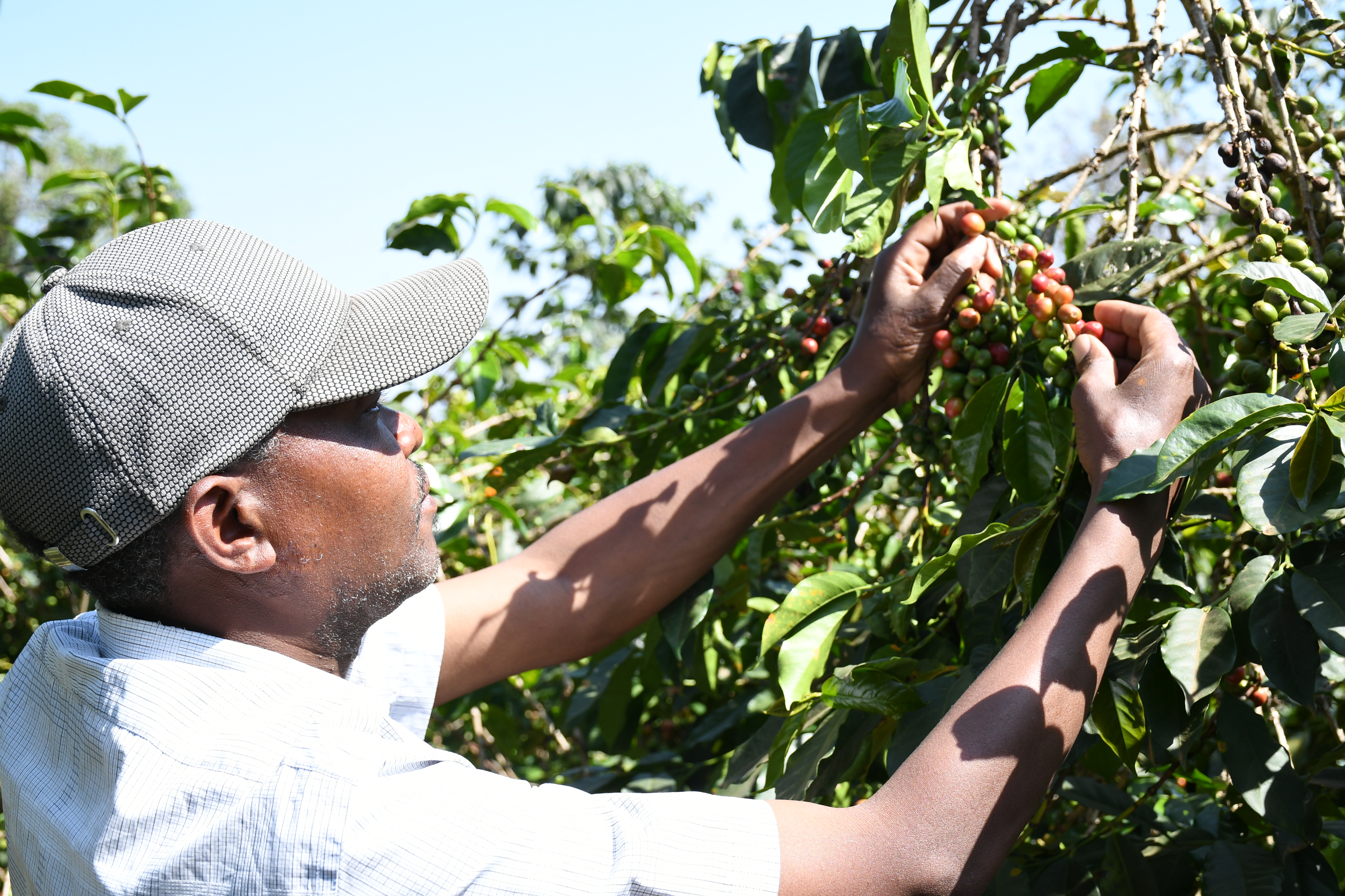 A farmer tends to his coffee bushes in Tumu Tumu, Nyeri County. FILE PHOTO