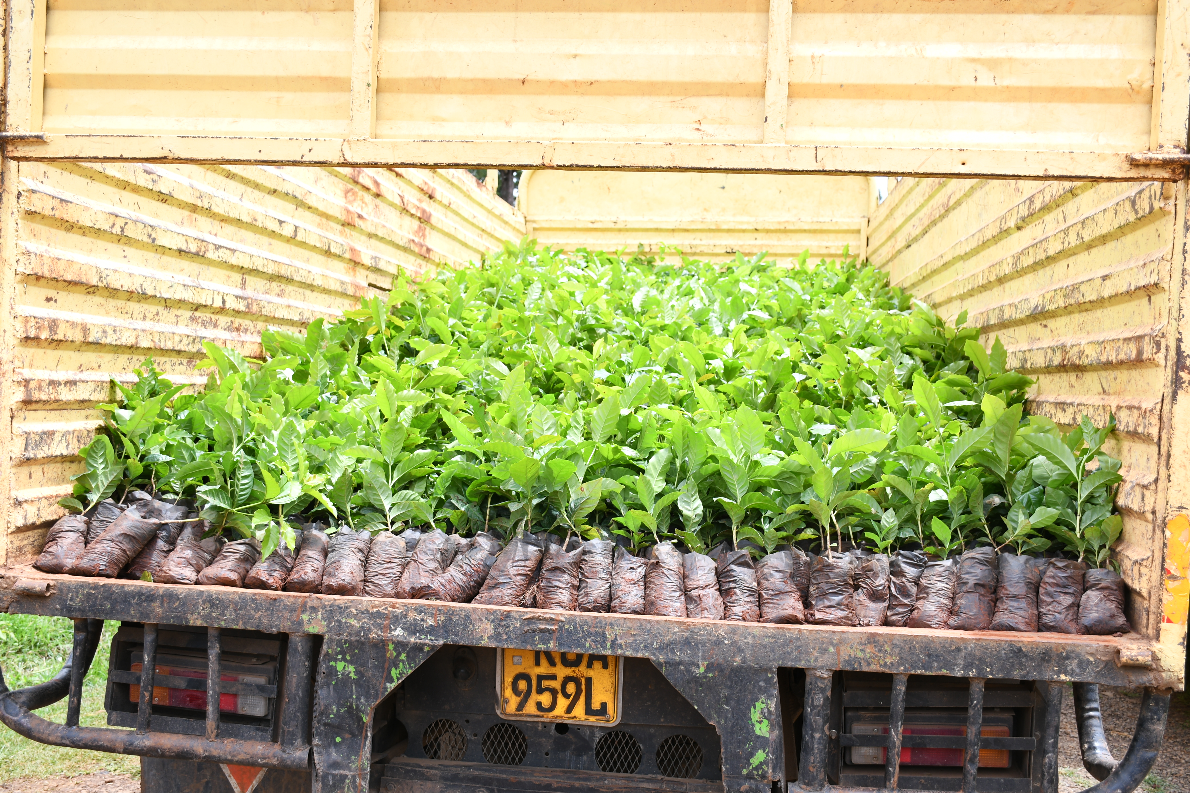 Some of the 200,000 coffee seedlings which will be distributed to factories within Nyeri county under the National Coffee Revitalization Programme.