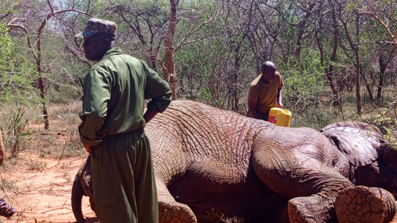 KWS officers from Machakos, Embu and a Capture Unit from Nairobi translocating ai  47-year-old elephant from Kivaa in Masinga of Machakos to Tsavo West National reserve in  Taita Taveta county after causing mayhem in farms in Kivaa Masinga. PHOTO/ ANNE KANGERO 
