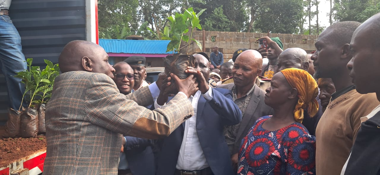 Coffee farmers receiving a consignment of high yielding coffee sedlings targeted at increasing production in Tharaka Nithi County. PHOTO: CHRISTINE NGITORI/KNA
