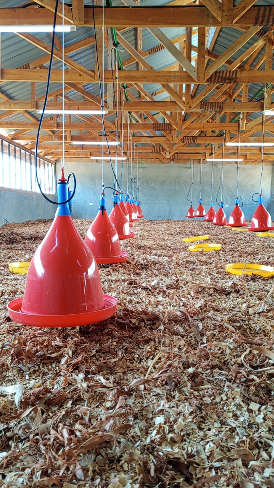 Chicken feeding station at the Marimanti hatchery and poultry project, Tharaka South Sub County, Tharaka Nithi County.