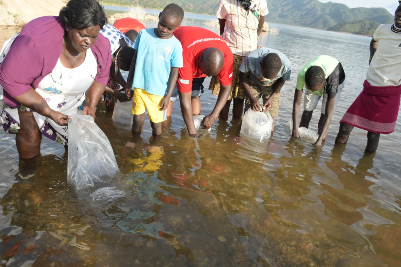 The government has restocked Turkwel dam with 80,000 Tilapia fingerlings in a bid to replenish the dwindling fish stock with an aim to sustain the fishery as a vital source of livelihood. PHOTO/ANTHONY MELLY