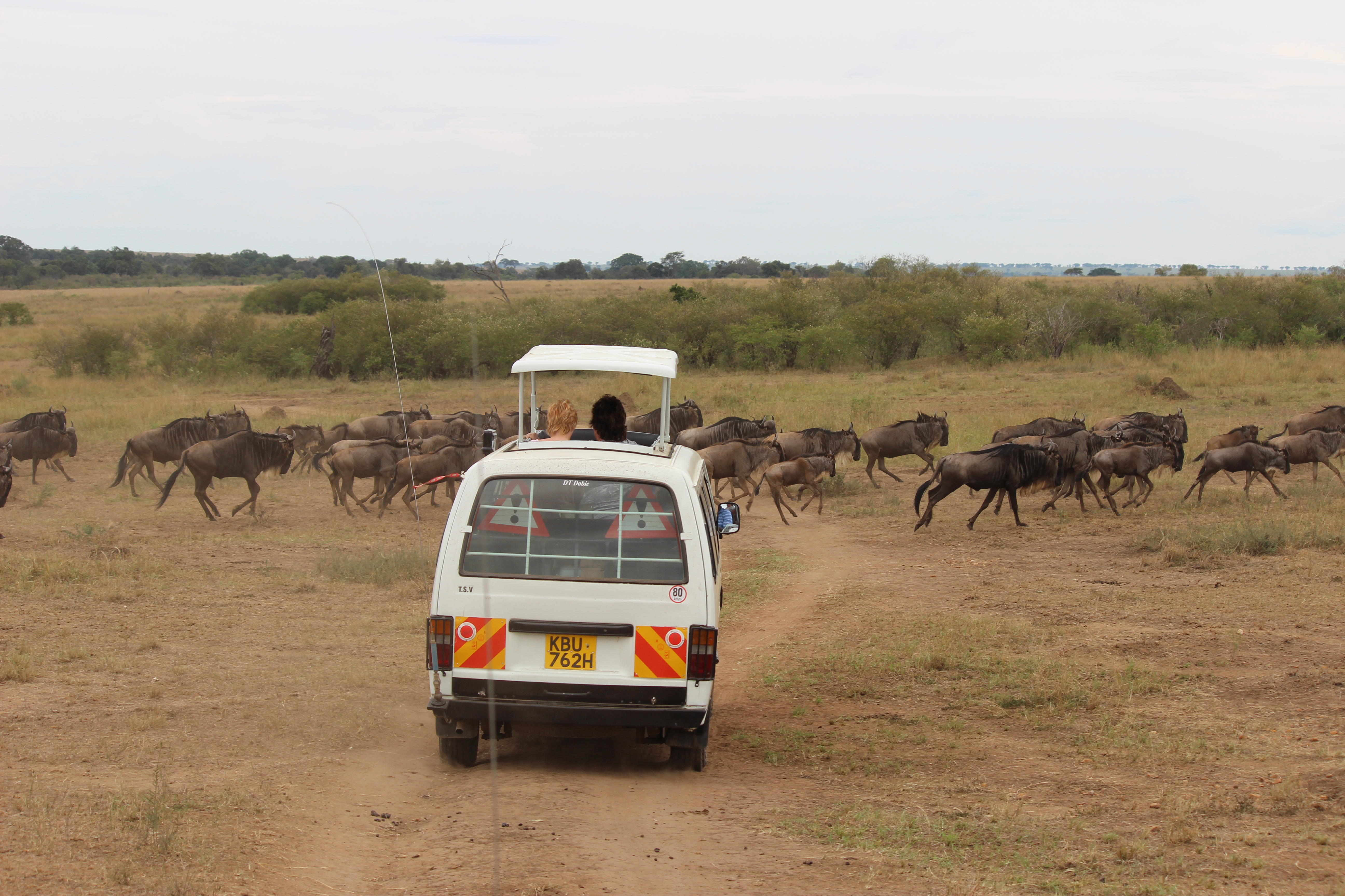 Tourists admiring wildebeest at the Maasai Mara National Reserve.