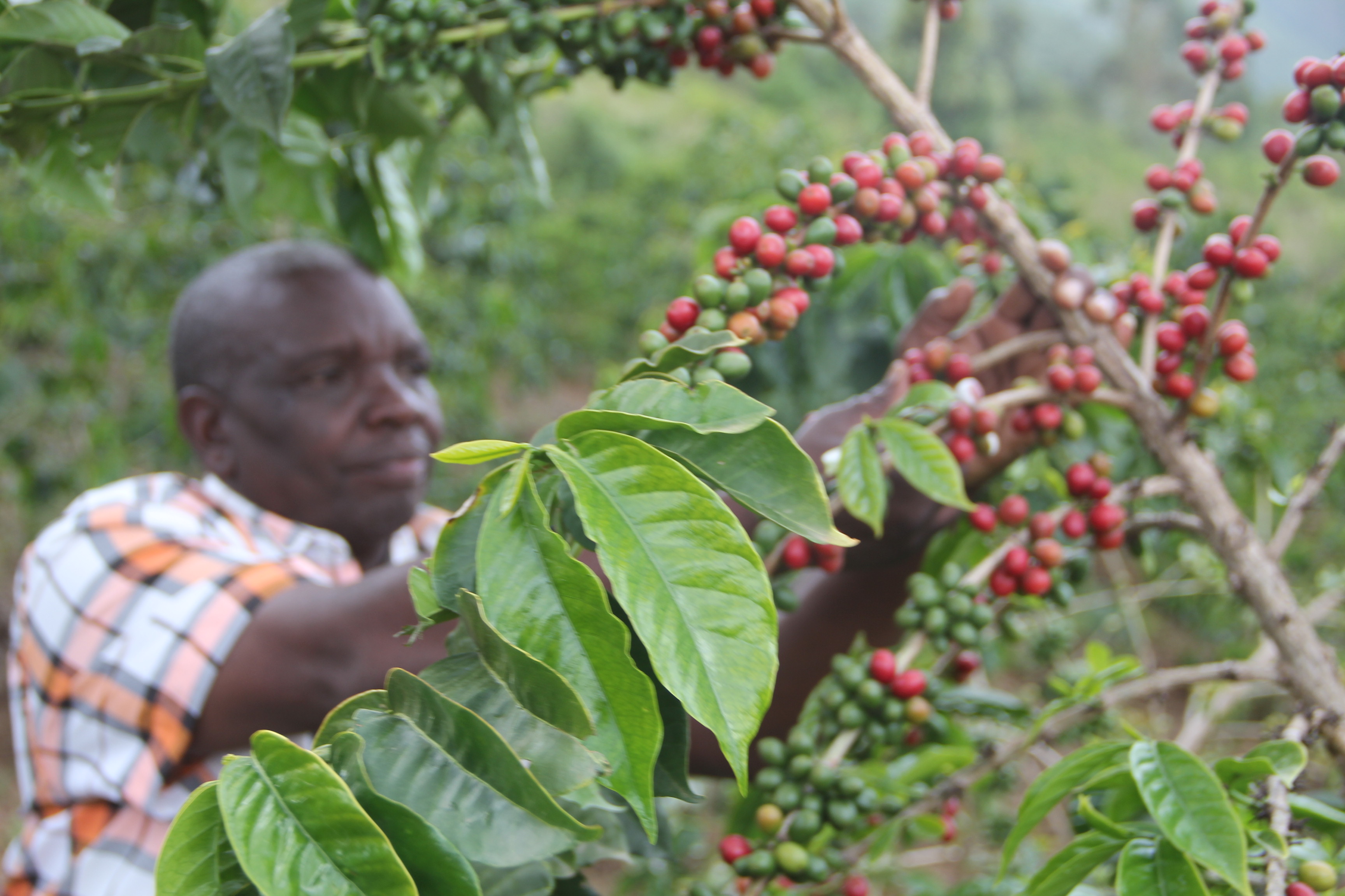 Peter Kimani, a coffee farmer in Kinamba and a Secretary of Ng’arua Coffee Farmers’ Cooperative Society