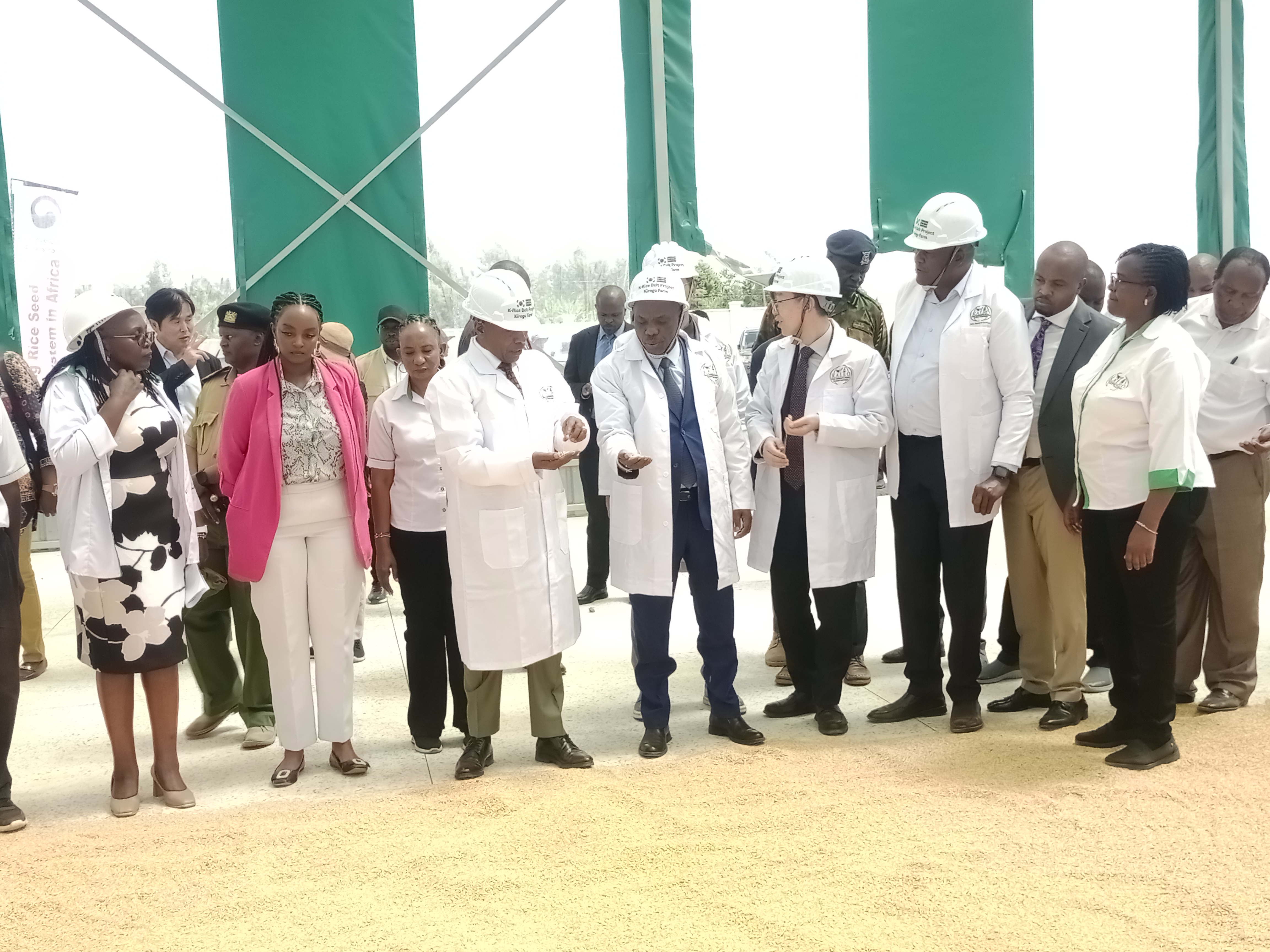 Agriculture Principal Secretary Dr. Paul Kipronoh Ronoh and South Korean Ambassador to Kenya Kang Hyung-shik flagging off certified rice seeds.