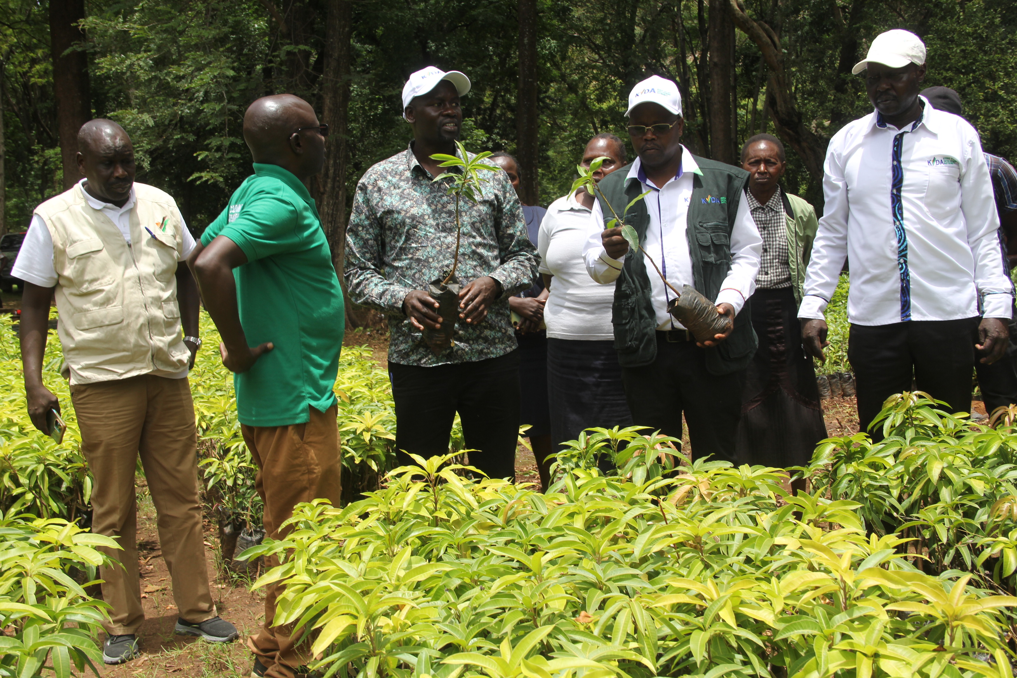 KVDA Ag. MD Moses Kipchumba (2nd R) and Chairman Mark Chesergon (3rd L) flanked by their staff, inspect the certified mango seedlings earmarked for distribution at the Authority’s nursery in Kimwarer.