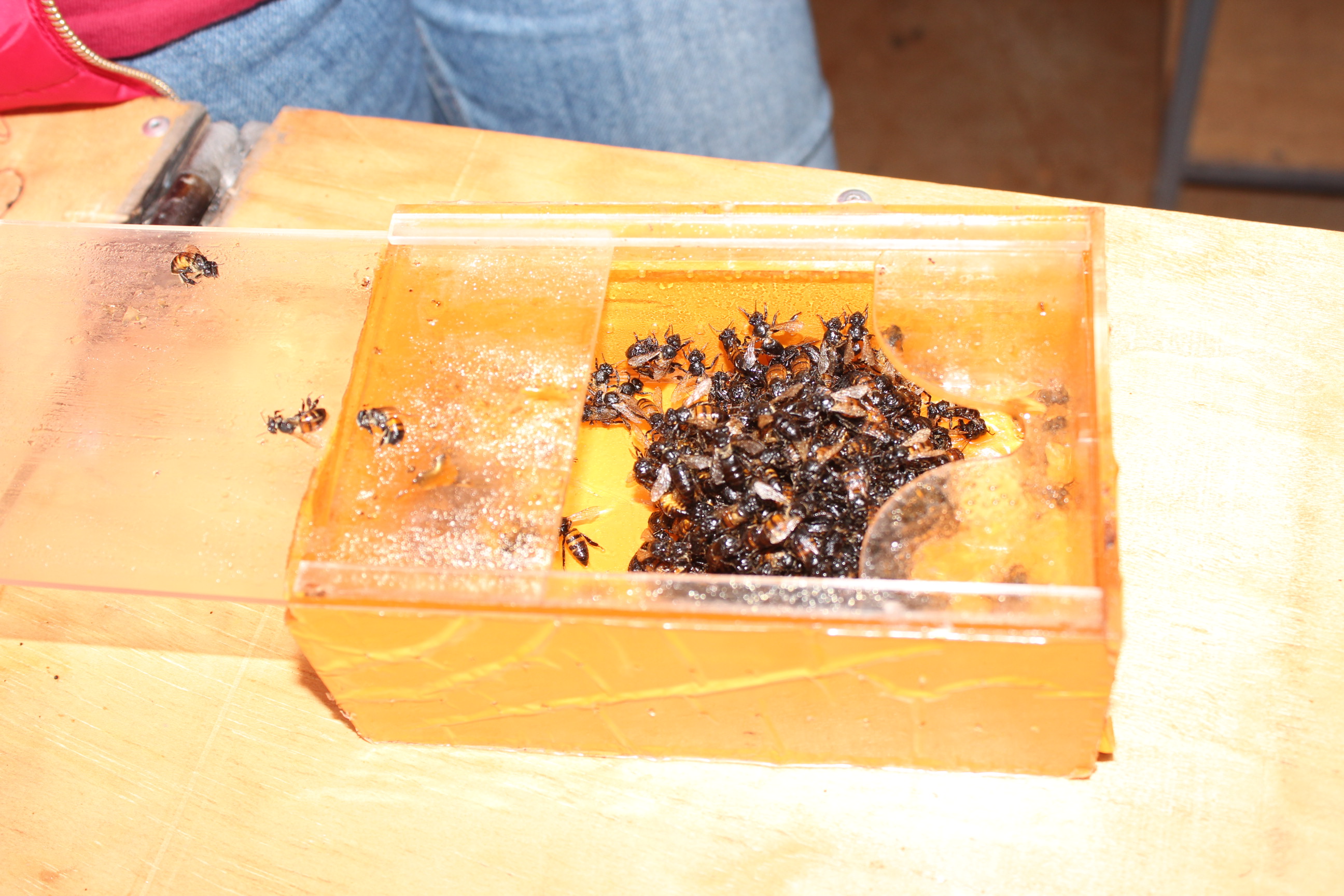 Bees placed in a container for use at the Bella Apitherapy centre in Kandara