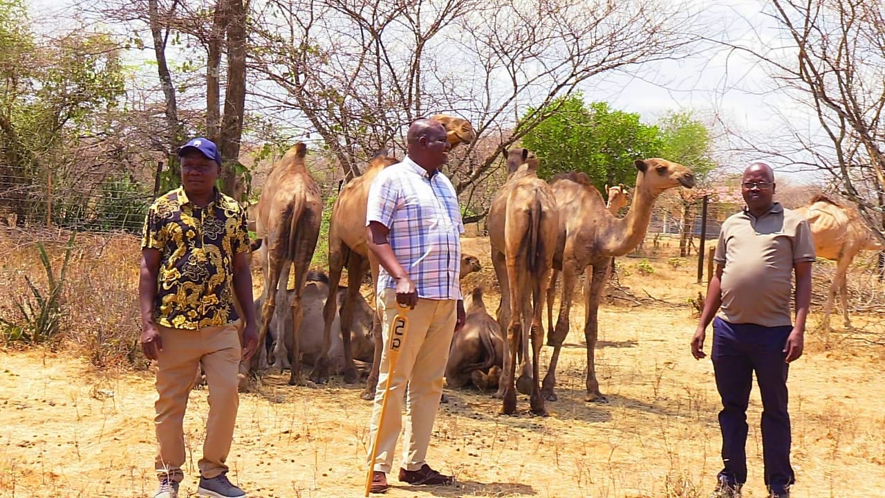 Pokot Central Deputy County Commissioner Philip Mbuvi (left), Sigor MP Peter Lochakapong (centre)  and Kerio Valley Development Authority (KVDA) Acting Chief Executive Officer Moses Kipchumba inspect  some of the 100 drought-resistant camels distributed to beneficiaries during the launch of the Livelihood  Improvement Programme at Tkiit Village, Masol Ward, Pokot Central Sub-County, West Pokot County.  Photo  by Parklea Ivor/KNA.