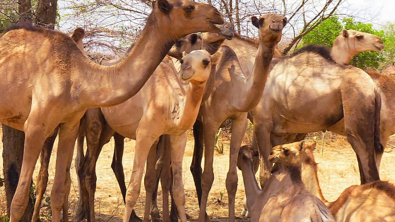 Pokot Central Deputy County Commissioner Philip Mbuvi (left), Sigor MP Peter Lochakapong (centre)  and Kerio Valley Development Authority (KVDA) Acting Chief Executive Officer Moses Kipchumba inspect  some of the 100 drought-resistant camels distributed to beneficiaries during the launch of the Livelihood  Improvement Programme at Tkiit Village, Masol Ward, Pokot Central Sub-County, West Pokot County.  Photo  by Parklea Ivor/KNA.